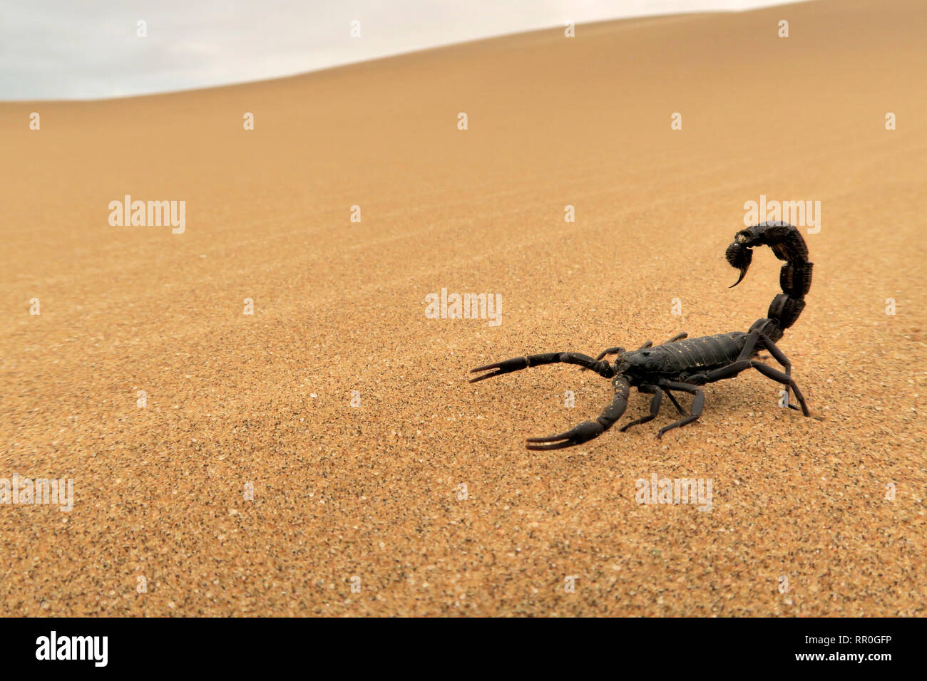 Zoología, araña (Arachnida), black scorpion (Parabuthus villosus), el desierto de Namib con Swakopmund, Nam-Clearance-Info Additional-Rights-Not-Available Foto de stock