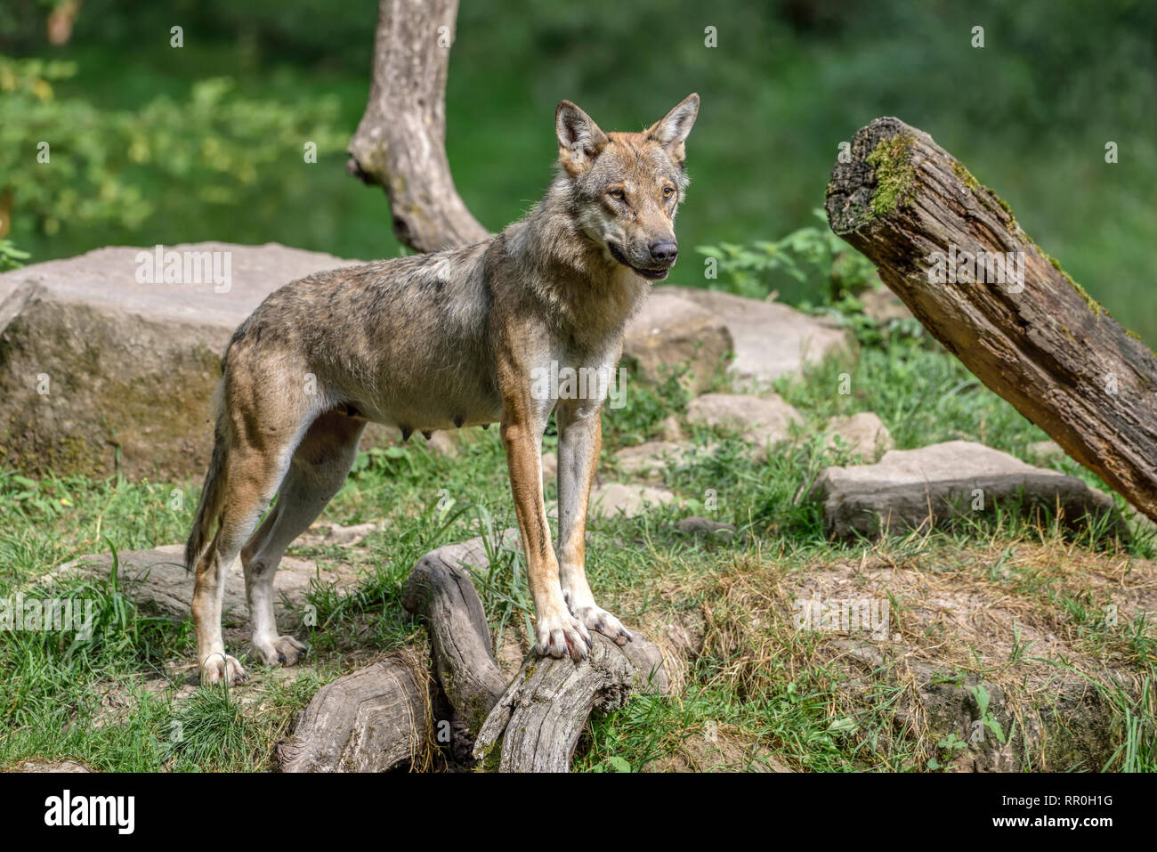 Zoología / animales, mamíferos (Mammalia), eurasiático el lobo (Canis lupus lupus), el Parc Animalier de Sainte-Croi, Additional-Rights-Clearance-Info-Not-Available Foto de stock
