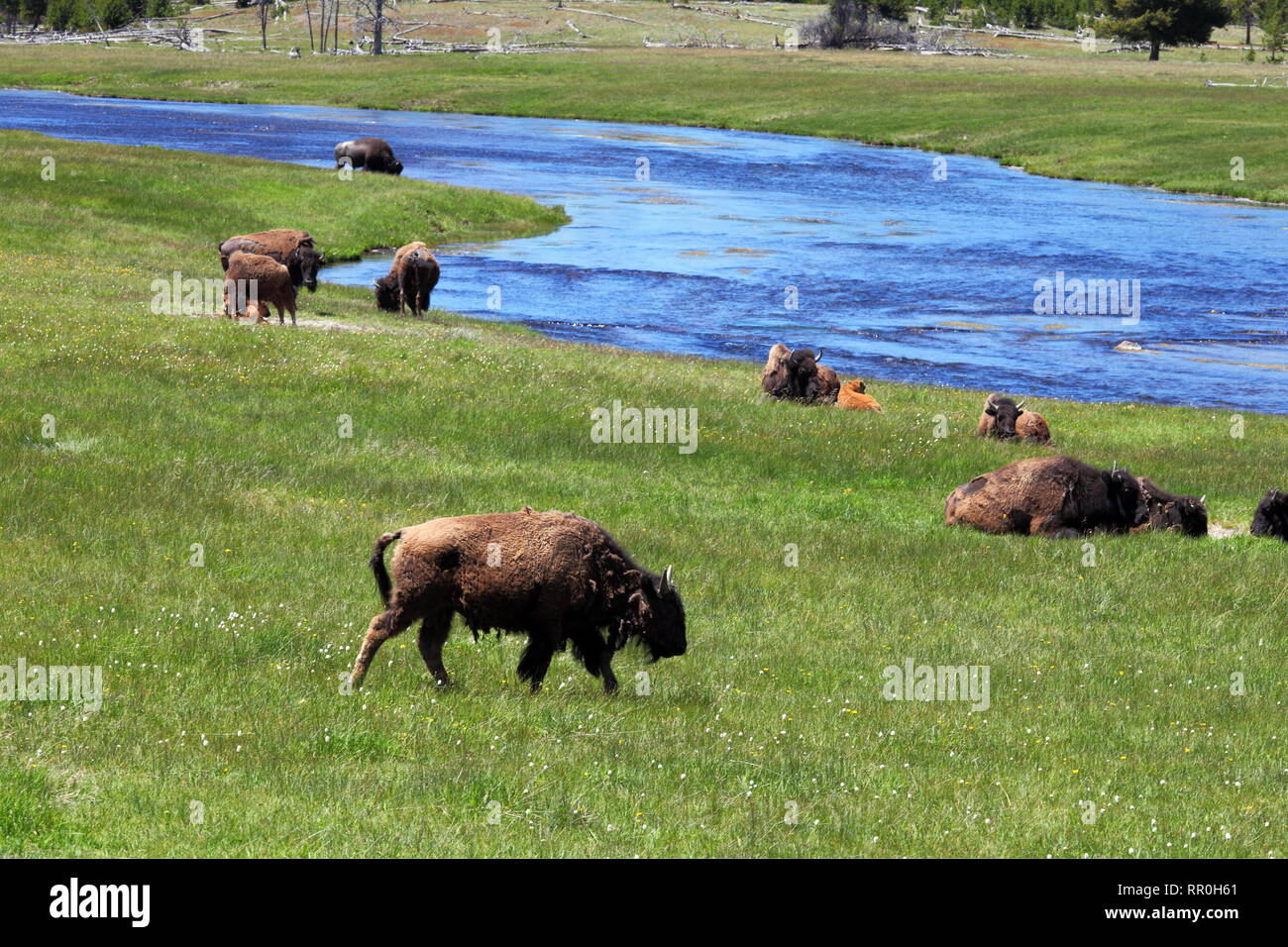Zoología / animales, mamíferos mamíferos / (Mammalia), American Buffalo (Bos bison), Río Firehole, Amarillo-Clearance-Info-Not-Available Additional-Rights Foto de stock