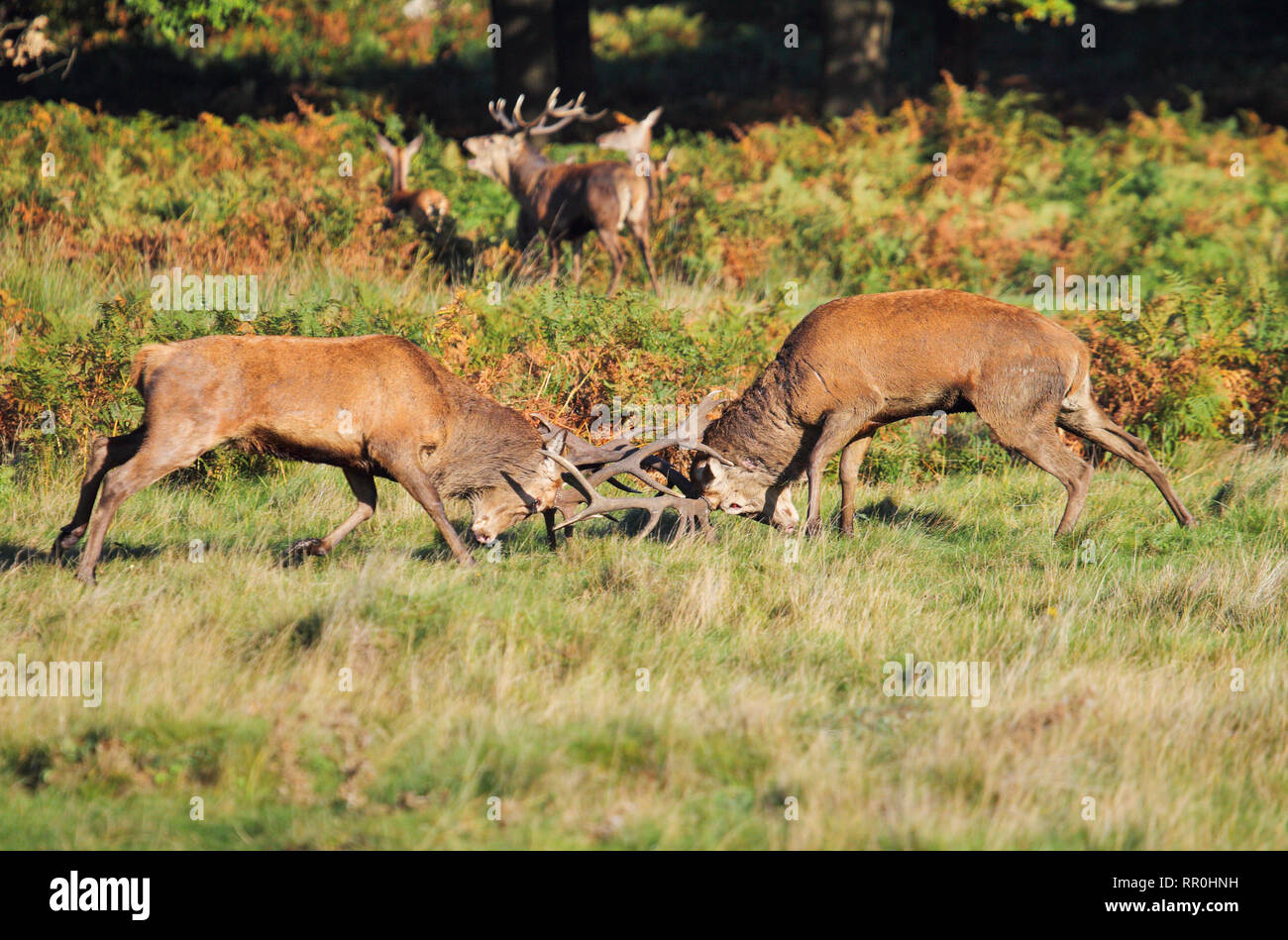 Zoología, mamíferos (Mammalia), ciervo rojo (Cervus elaphus), Additional-Rights-Clearance-Info-Not-Available Foto de stock