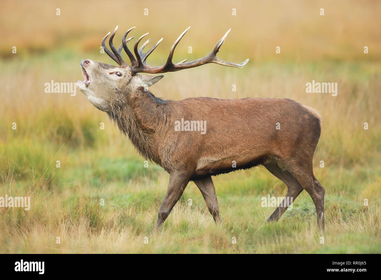 Zoología, mamíferos (Mammalia), ciervo rojo (Cervus elaphus), Additional-Rights-Clearance-Info-Not-Available Foto de stock