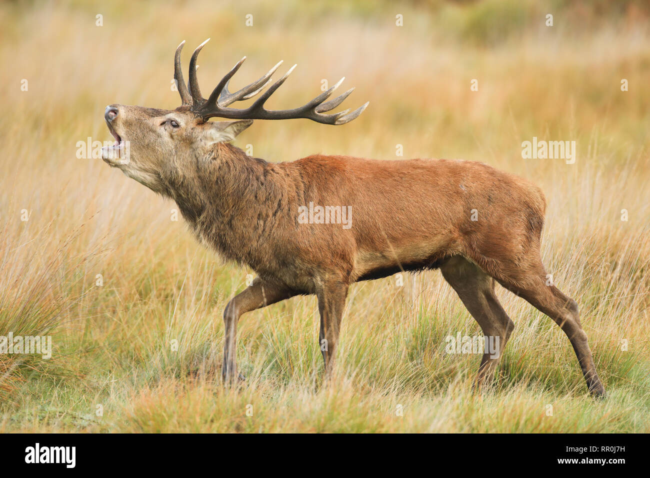 Zoología, mamíferos (Mammalia), ciervo rojo (Cervus elaphus), Additional-Rights-Clearance-Info-Not-Available Foto de stock