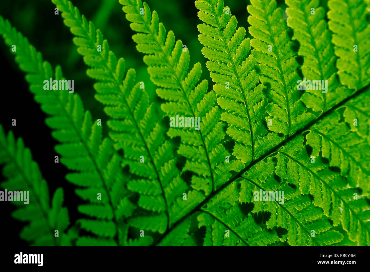 Cercana de verdes hojas Tracheophyta Foto de stock