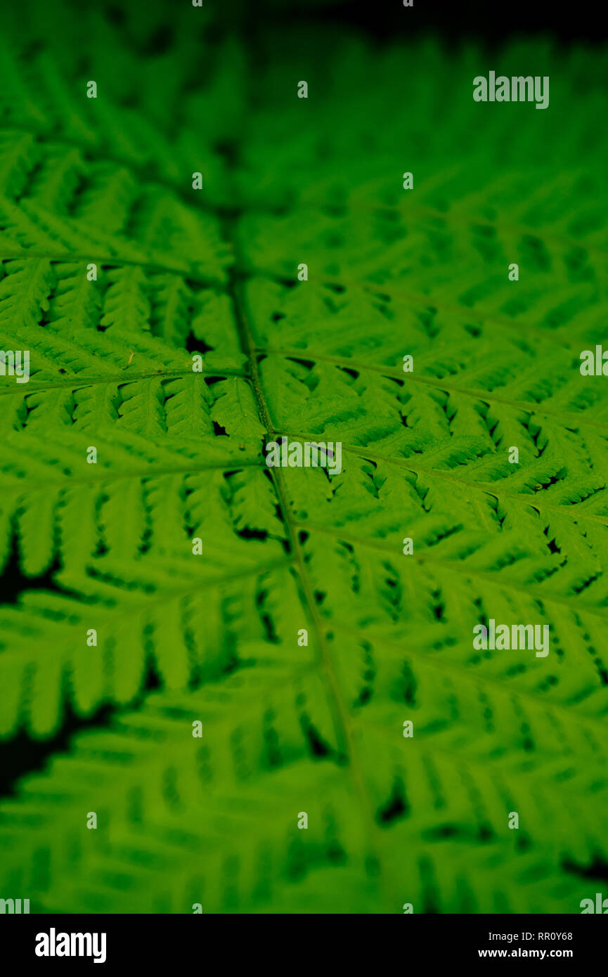 Cercana de verdes hojas Tracheophyta Foto de stock