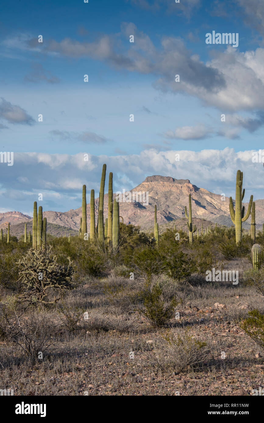 Vistas panorámicas sobre el Ajo Mountain Loop Road en el Organ Pipe Cactus National Monument en el sur de Arizona central, en la frontera internacional con México Foto de stock