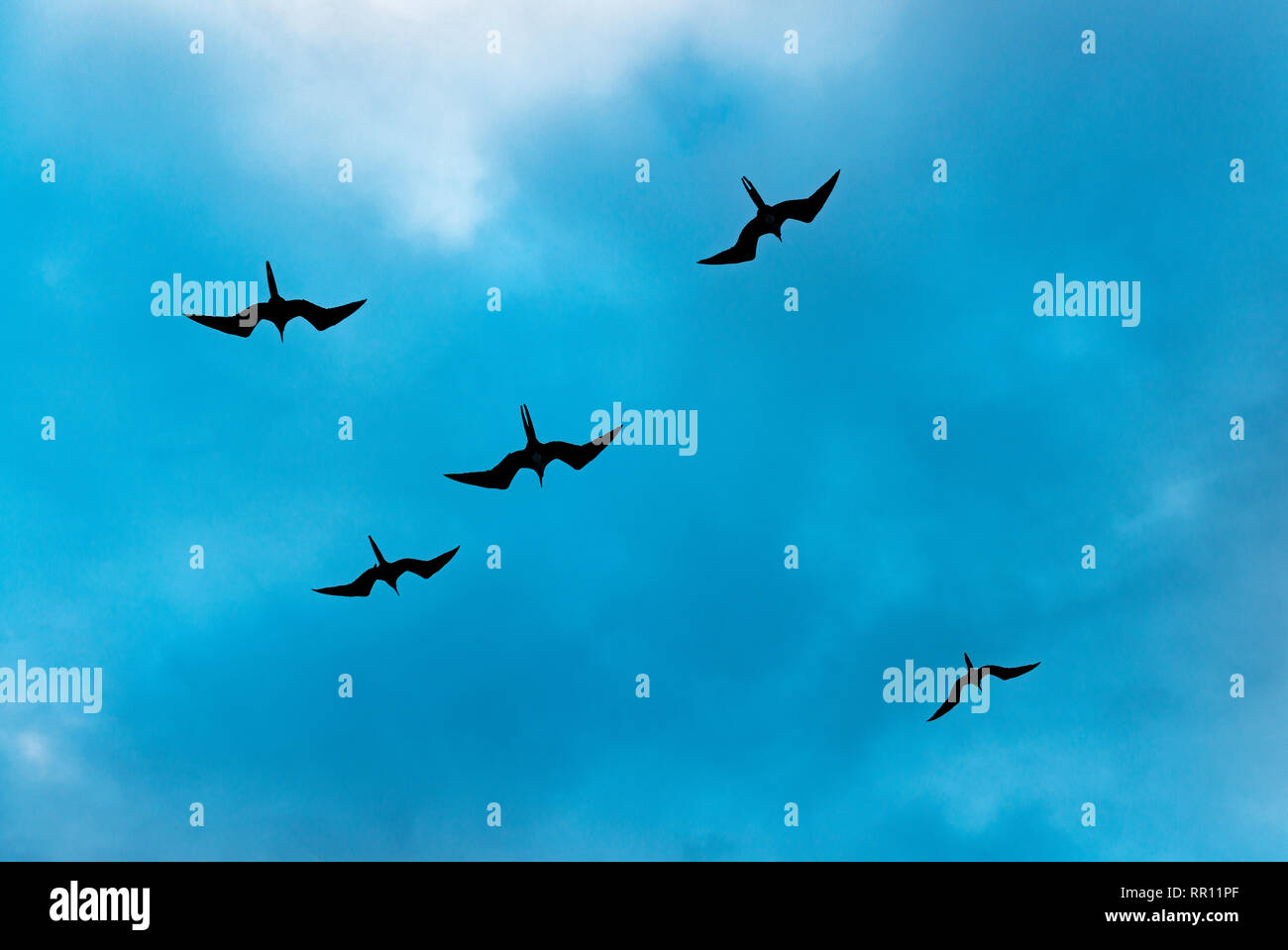 Un grupo de cinco magníficos pájaros fragata magnificens (frigata) volando alto contra un cielo azul, el parque nacional de las Islas Galápagos, Ecuador. Foto de stock