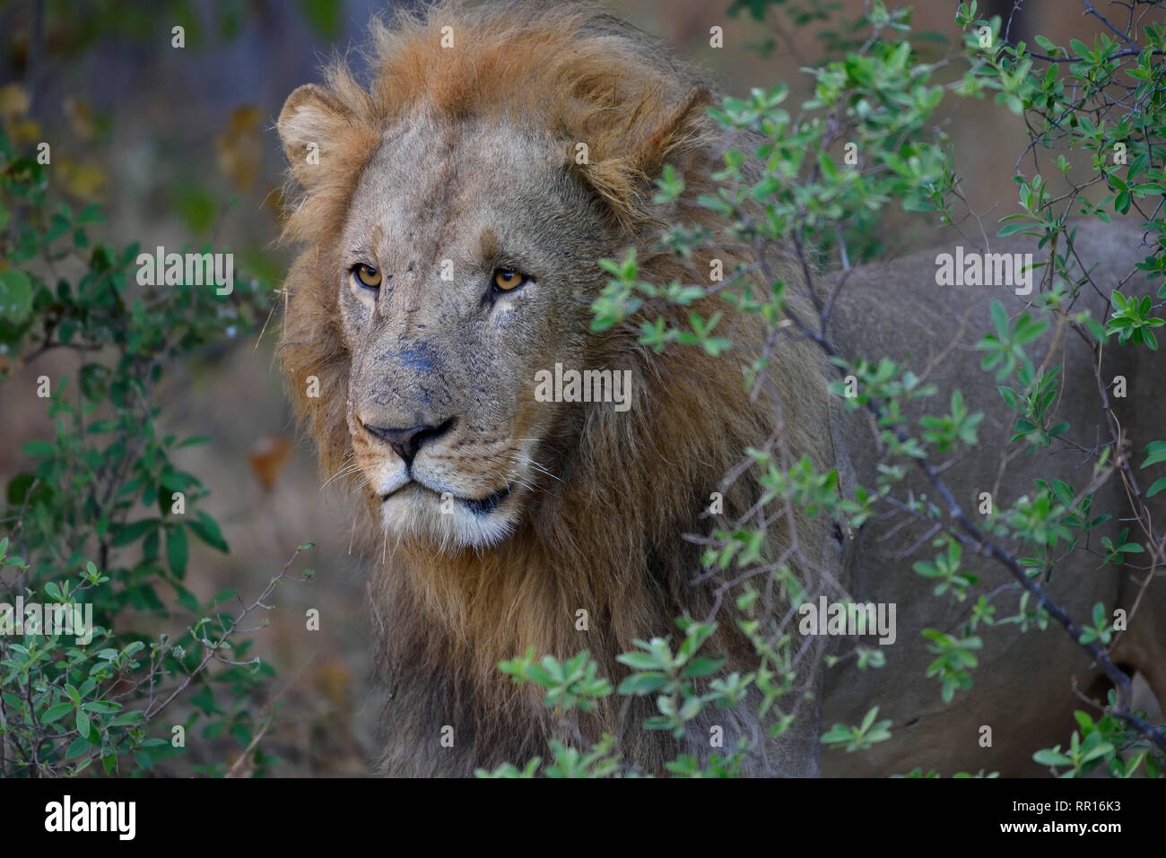 Zoología, mamíferos (Mammalia), León (Panthera leo), animal macho, zona Khwai, distrito noroccidental, Additional-Rights Okavang-Clearance-Info-Not-Available Foto de stock
