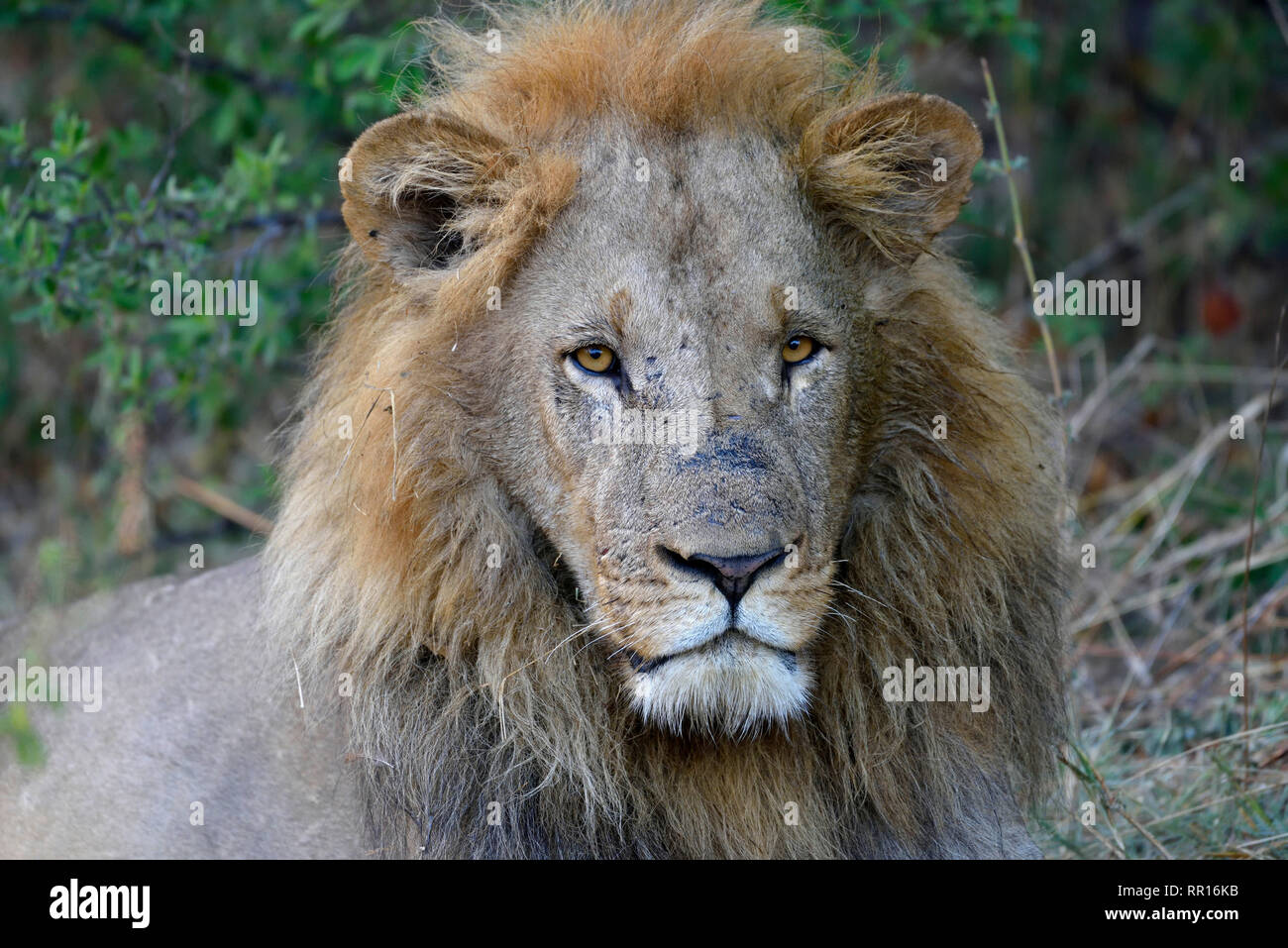 Zoología, mamíferos (Mammalia), León (Panthera leo), animal macho, zona Khwai, distrito noroccidental, Additional-Rights Okavang-Clearance-Info-Not-Available Foto de stock