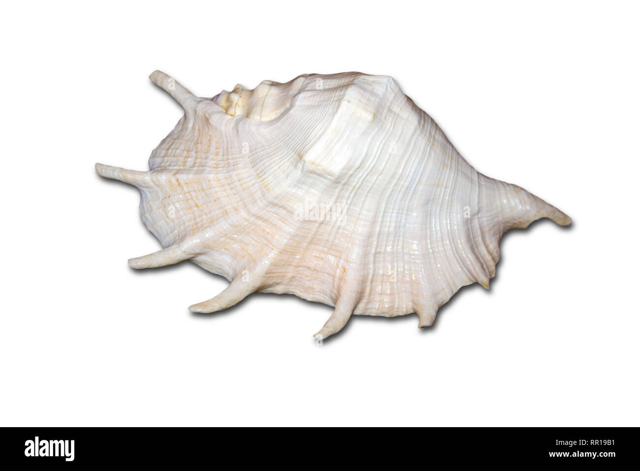 Inmenso mar Blanco Shell con un tono perla aislado sobre fondo blanco. Foto de stock