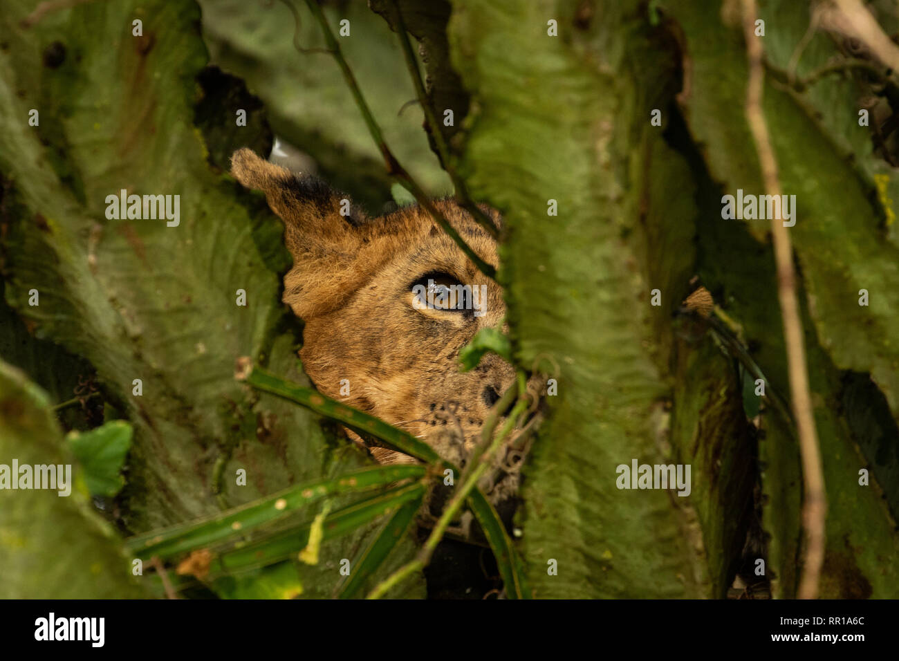 Un león trepador de árboles mirando desde el interior de un candelabra en el Parque Nacional Reina Isabel, Uganda Foto de stock