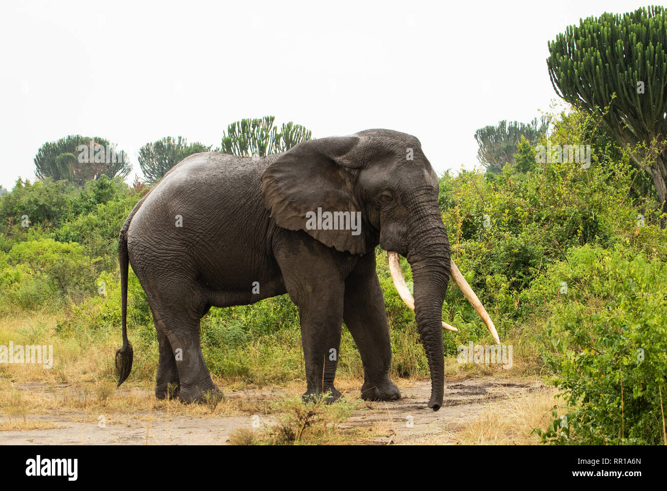 Un gran elefante masculino solitario con colmillos largos que acaba de salir de lavarse en el Canal de Kazinga en el Parque Nacional Reina Isabel, Uganda Foto de stock