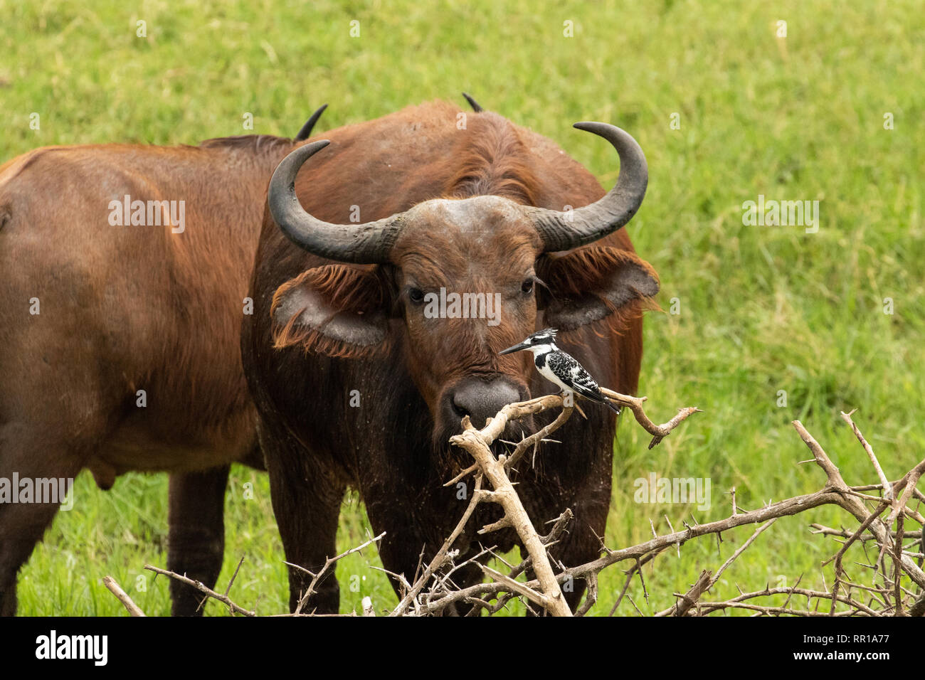 Una mujer de búfalo de cabo mirando la cámara con un rey pescador pied en primer plano en el Parque Nacional Reina Isabel, Uganda Foto de stock