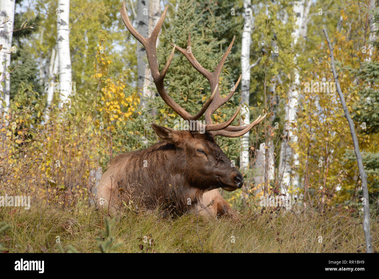 Un macho adulto bull elk Manitoban durmiendo en un bosque durante la temporada de apareamiento en Prince Albert National Park en el norte de Saskatchewan, Canadá. Foto de stock