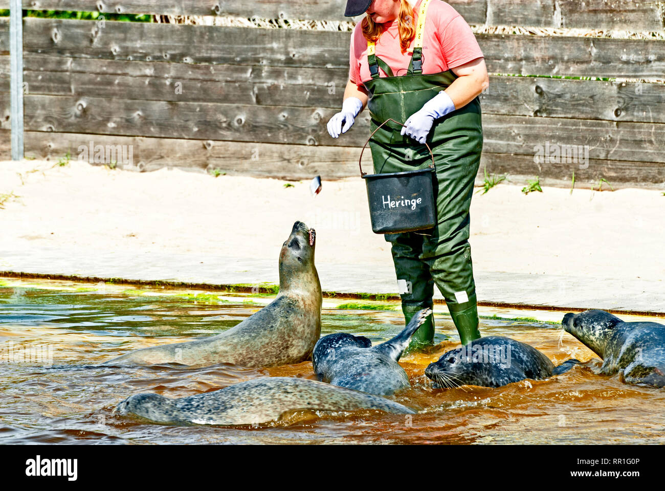 Juntas en un zoológico; eines Becken Tierparks Seehunde im Foto de stock