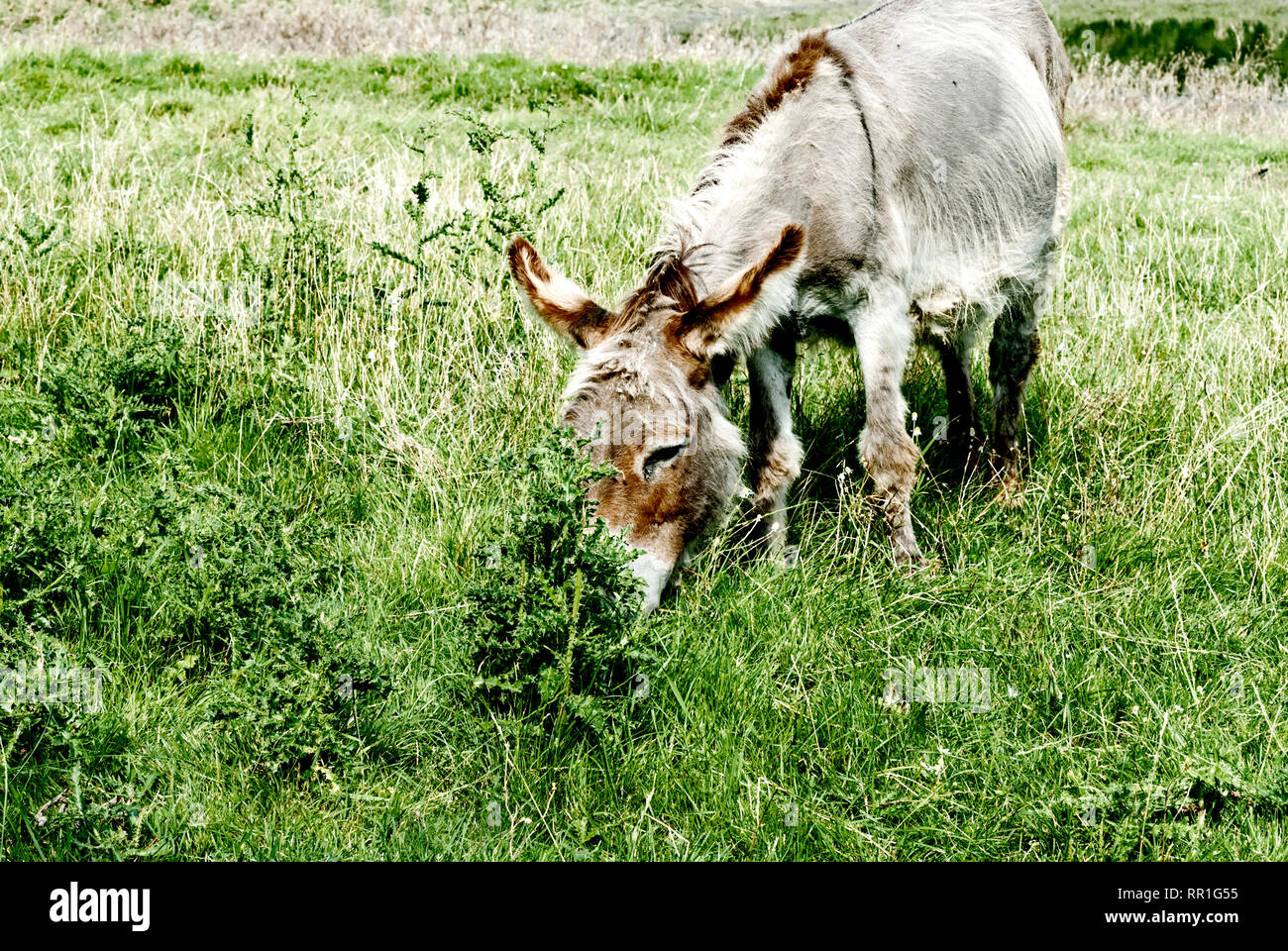 Pastoreo burro; Esel auf der Weide Foto de stock