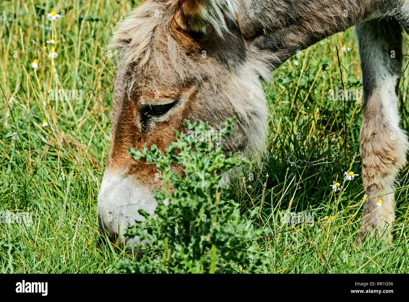 Pastoreo burro; Esel auf der Weide Foto de stock