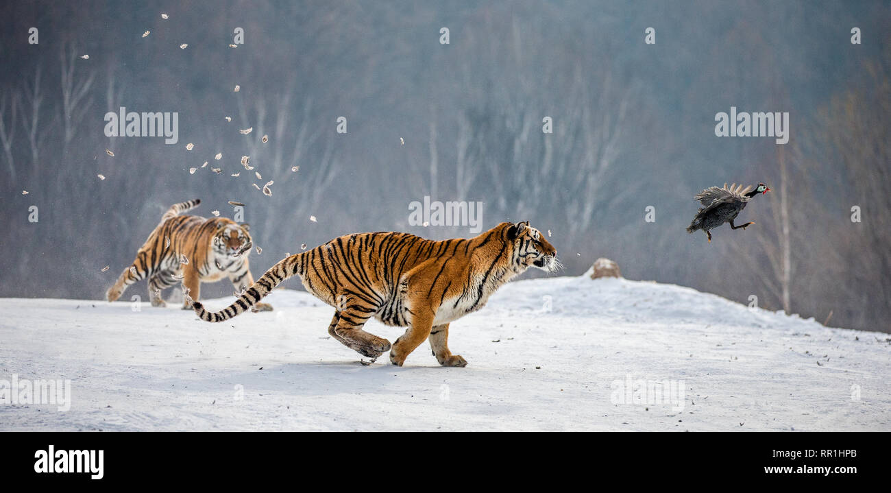 Los tigres siberianos en una nevada glade sus presas. Disparo muy