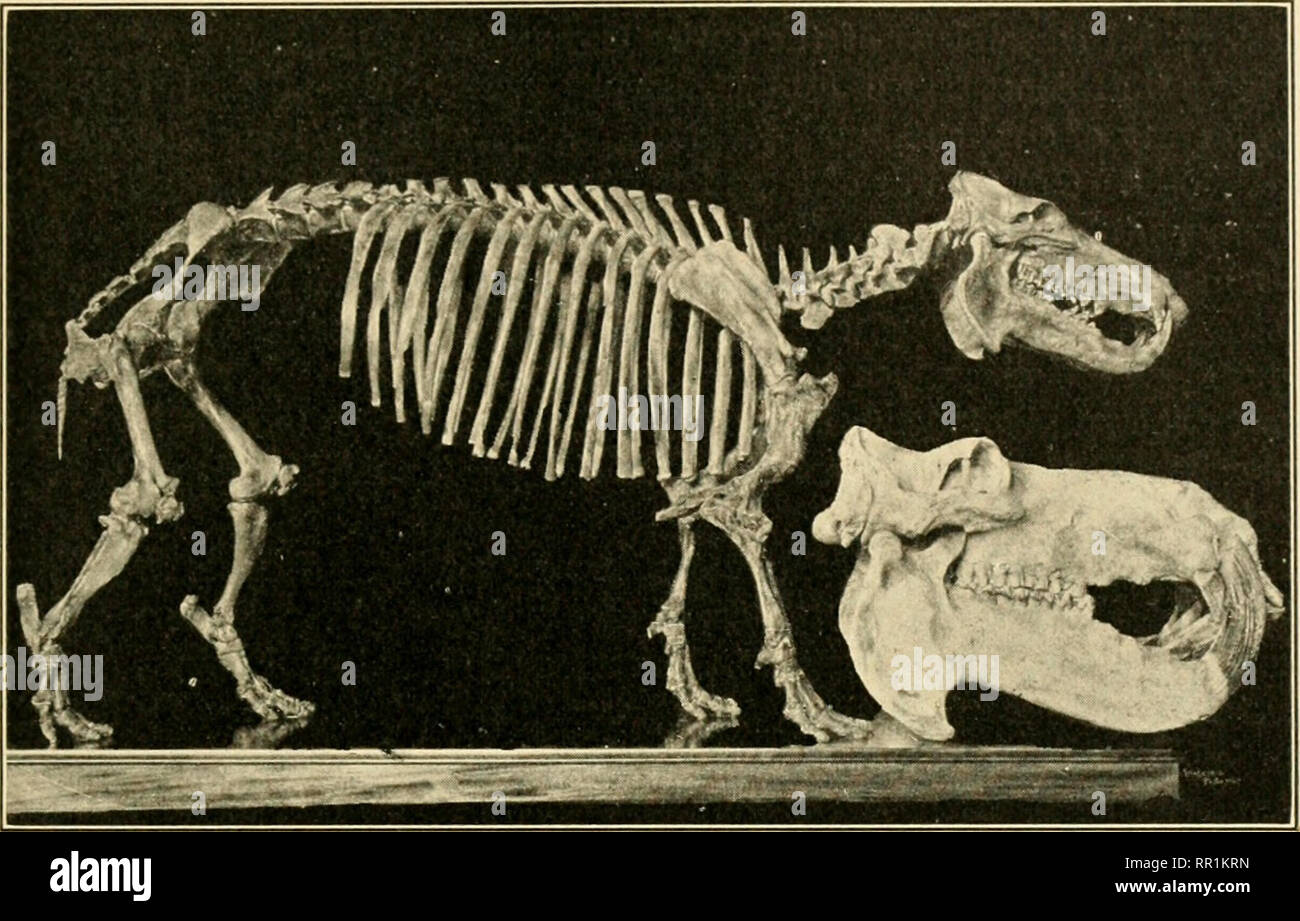 La edad de los mamíferos en Europa, Asia y América del Norte. Los  mamíferos, fósil; la paleontología. Pleistoceno de Europa, Norte de África,  Y AMÉRICA DEL NORTE 433 las colinas estaban