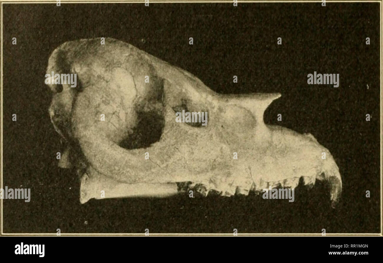. La edad de los mamíferos en Europa, Asia y América del Norte. Los mamíferos, fósil; la paleontología. 286 La edad de los mamíferos. Fig. 140. - Cráneo del Mioceno inferior típico oreodont Merycochwriis proprius. En el Museo Americano de Historia Natural. Después de Mateo. Los fósiles son, sin embargo, menos abundante que en el ho- rizon inferior y, además, ex- ploration se aguarda con interés. Como ob- servido en la pág. 277, en la definición de estas camas como mioceno inferior las siguientes características Oligoceno formularios están ahora cree estar ausente: Entelodon (Dinohyus), hiper-- Steneo tragulus y fibra. El último género es reemplazado Foto de stock