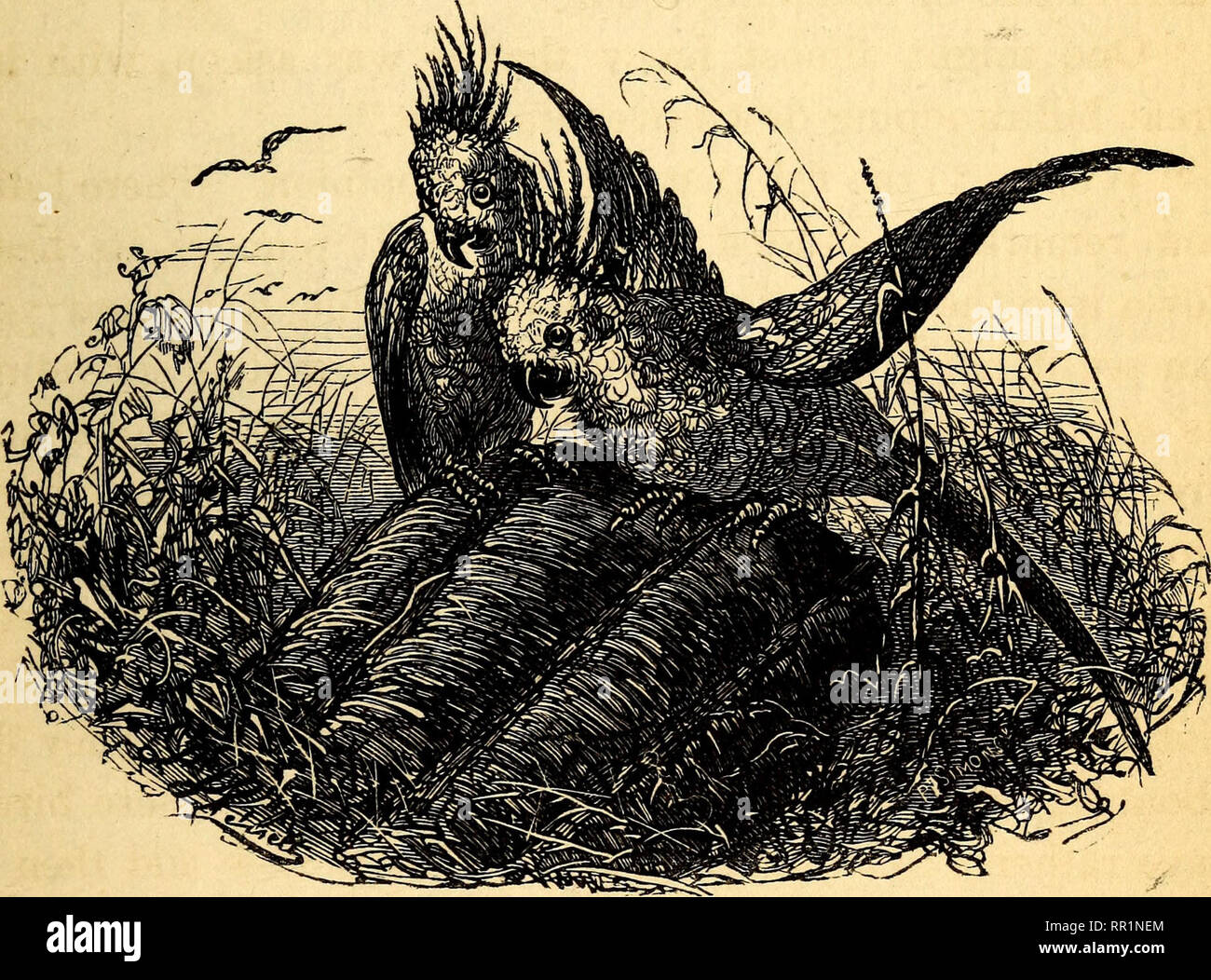 Aventuras de un joven naturalista hotsell