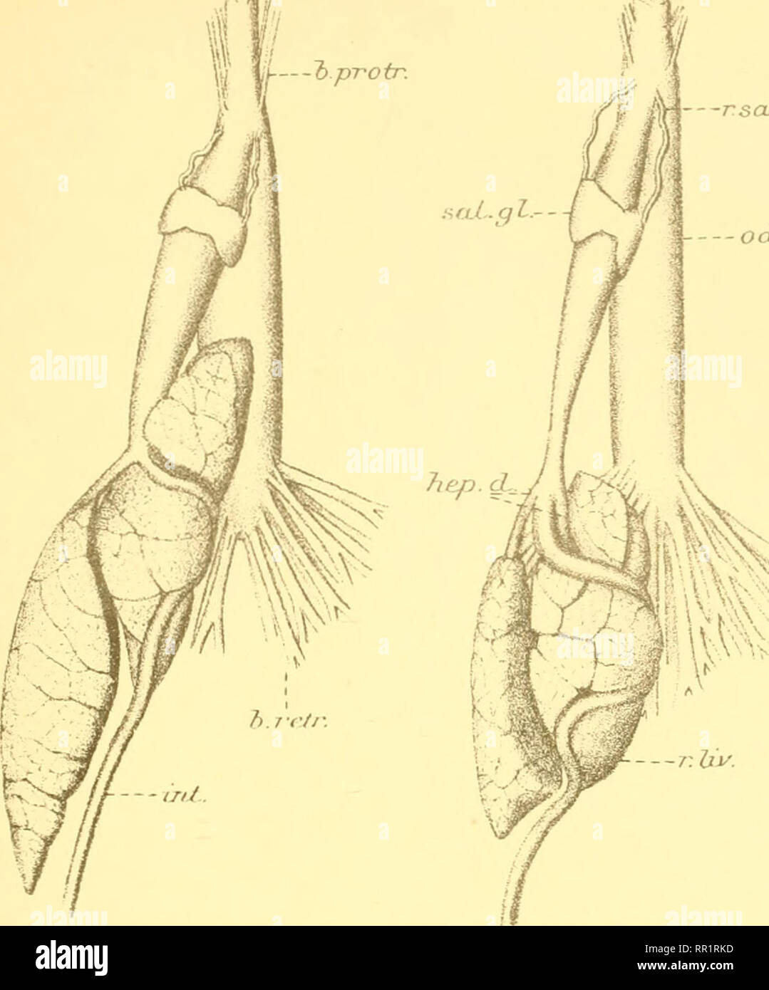 . Invertebrados africana : una revista de investigación de la biodiversidad. Los invertebrados -- África; la diversidad biológica -- África; la diversidad biológica. Ann.NatalMus.Vol.lU 11/, j'bprotr iil--. PI. XXI. c*^ rsaZ.d.. ----OdL. Cultivo 1 6, .V.^^v- P ul I 12M.--, 129 x 2 A.gib"bonsi s.S- 130 xi^A UN gruljella. -Ocl. Cosecha. Por favor tenga en cuenta que estas imágenes son extraídas de la página escaneada imágenes que podrían haber sido mejoradas digitalmente para mejorar la legibilidad, la coloración y el aspecto de estas ilustraciones pueden no parecerse perfectamente a la obra original. Museo de Natal (Pietermaritzburg, Sudáfrica). Consejo. Pieterma Foto de stock