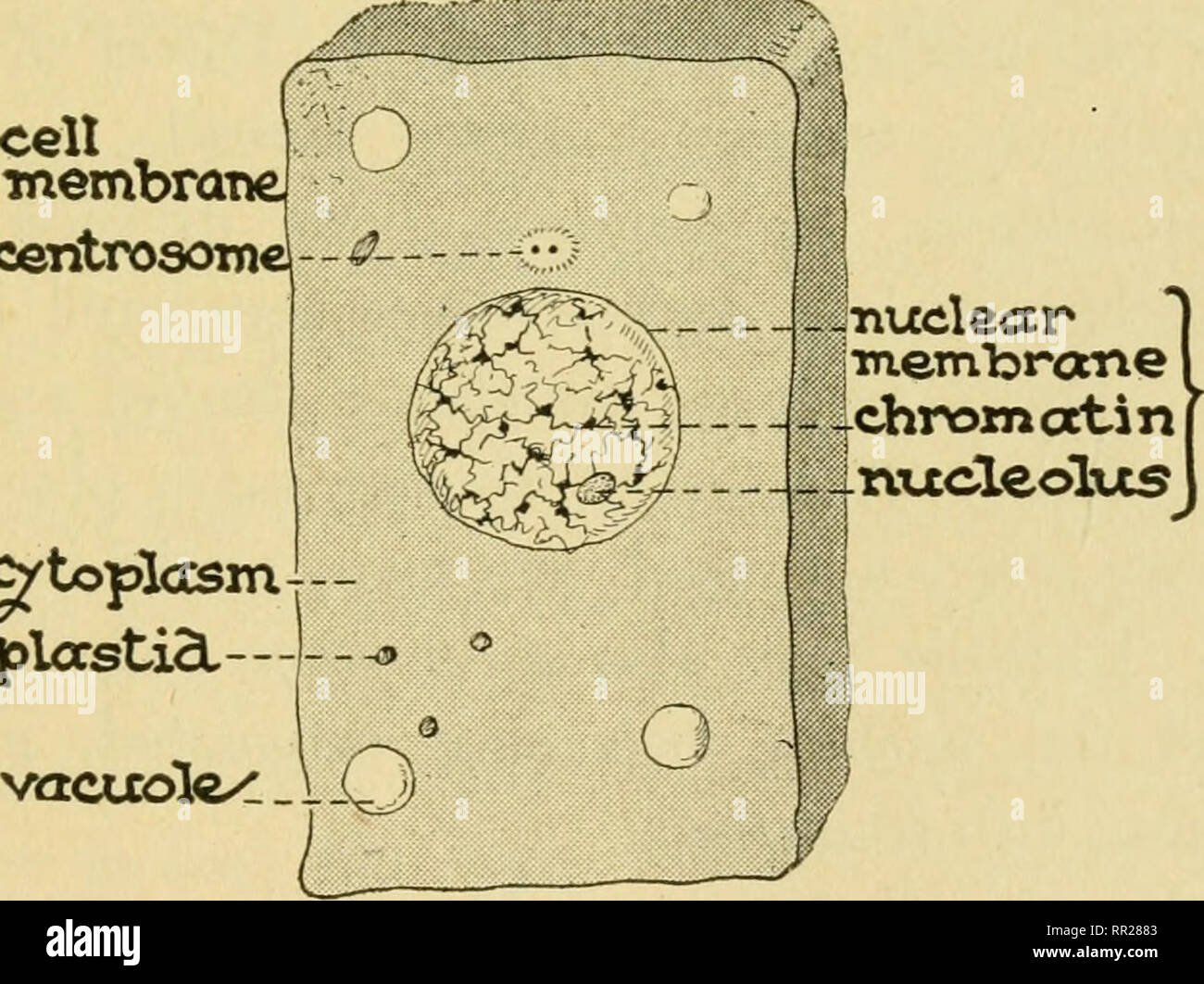 diagrama de vacuola de alimentos