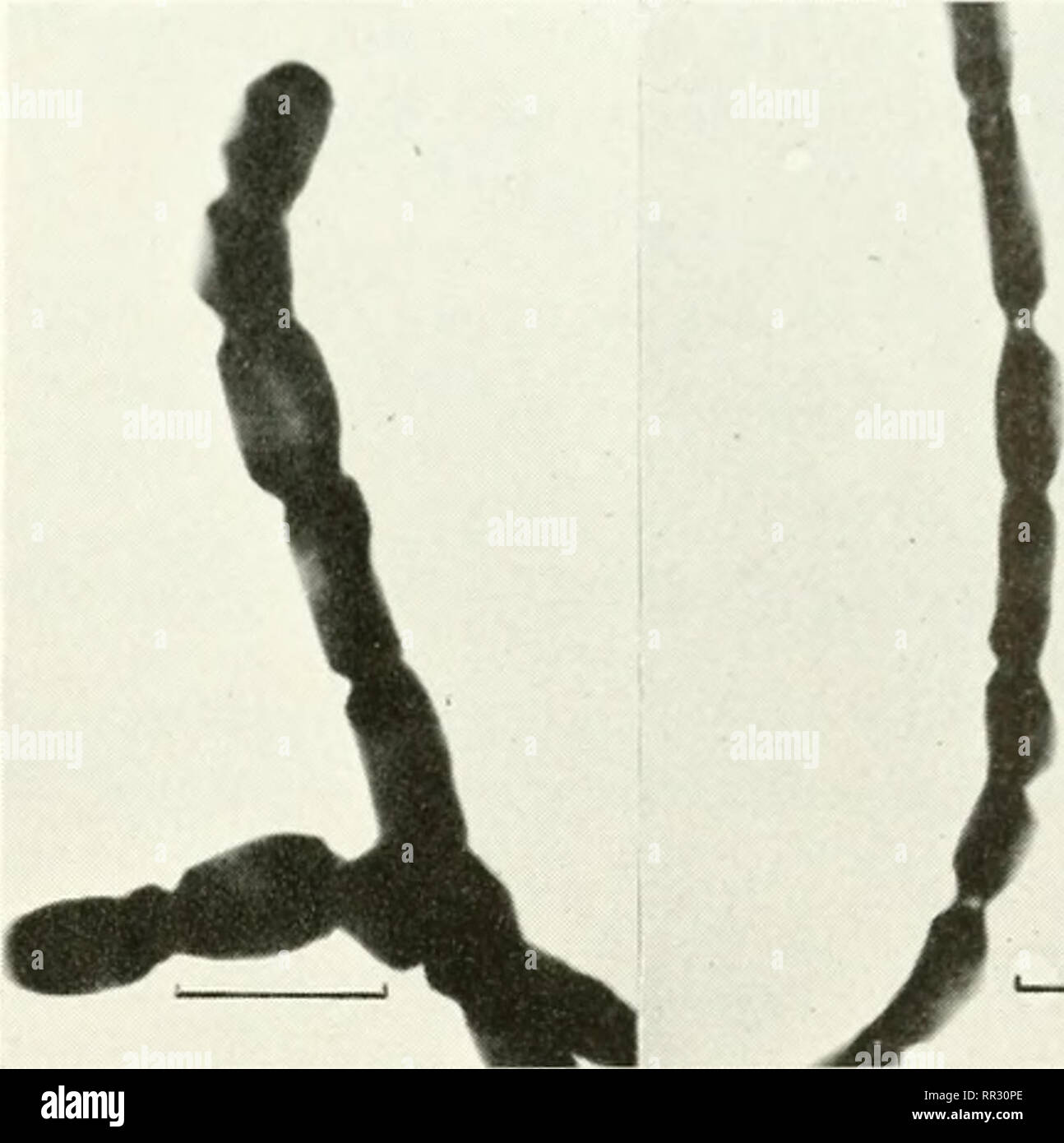 Actinomycetes Fotos E Imagenes De Stock Pagina 7 Alamy