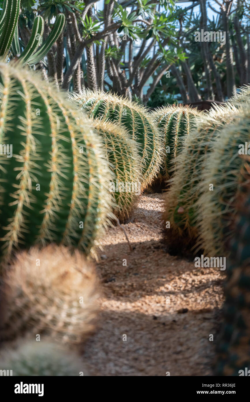 Fondos de pantalla cactus fotografías e imágenes de alta resolución - Alamy