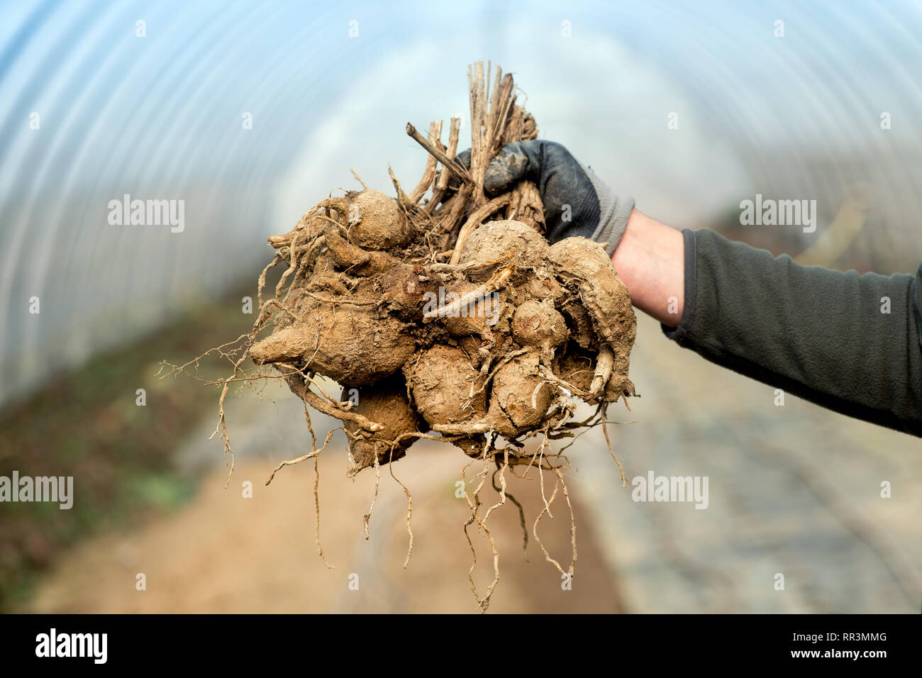 Jardinero en un túnel sosteniendo un montón de dahlia tubérculos en su mano en un concepto de vivero la propagación o la floricultura Foto de stock
