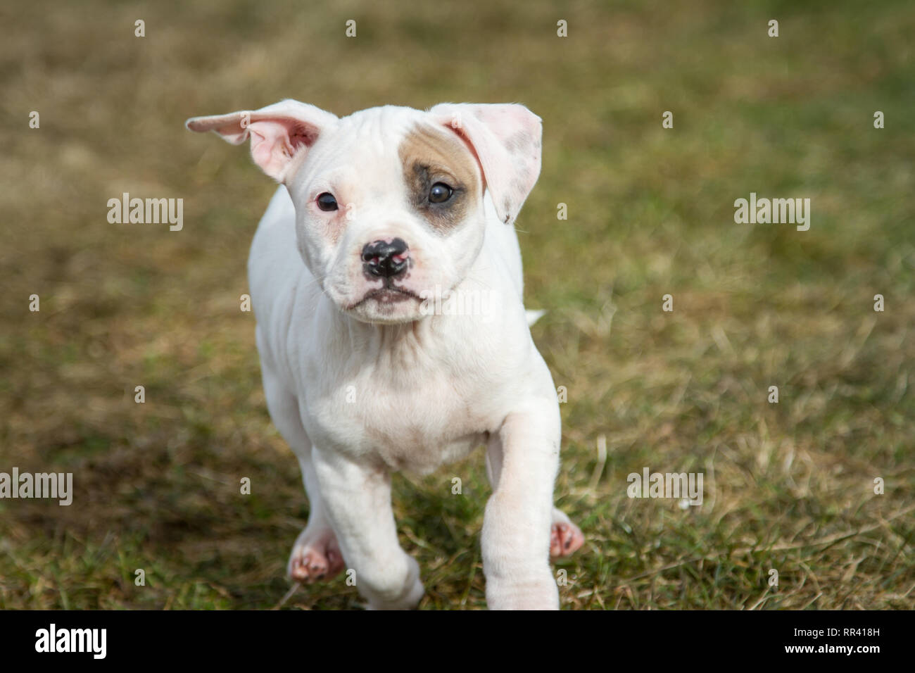 Perro Blanco Con Parche En El Ojo Fotos E Imagenes De Stock Alamy