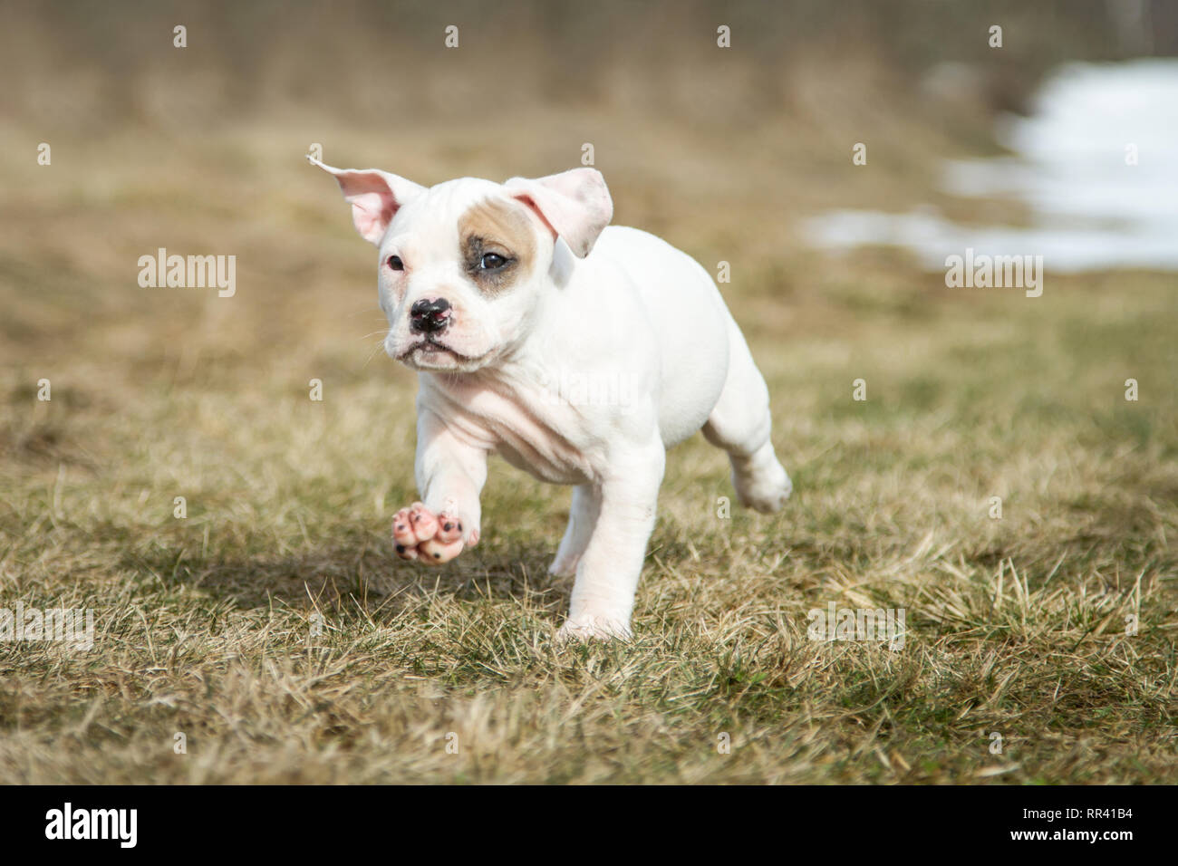 American Pit Bull Terrier Blanco Con Parche En El Ojo Se Ejecuta En Una Pradera Fotografia De Stock Alamy