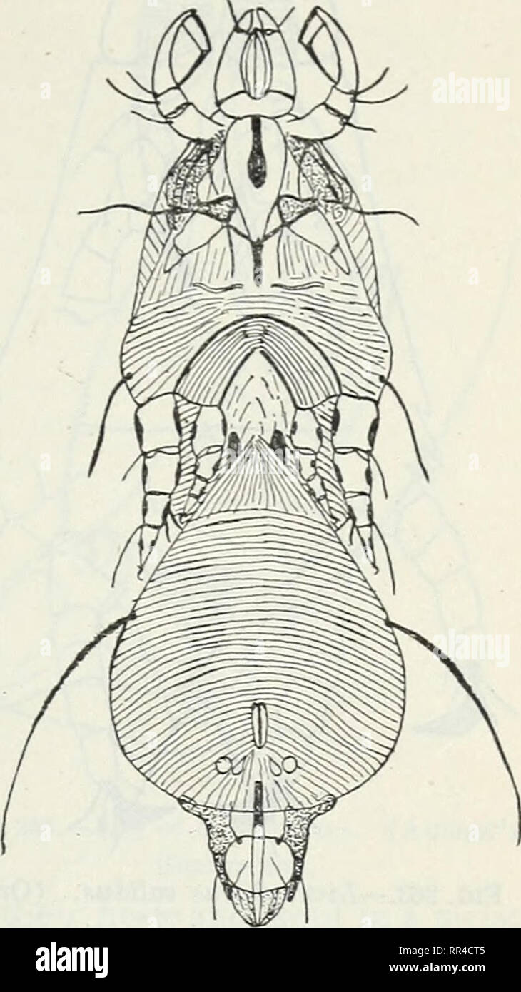 . La Acarina o ácaros. Un examen del grupo para el uso de los entomólogos económicos. Los ácaros. La ACAEINA o ácaros. 127-ioiiited tliree. Las mandíbulas son el quelato comúnmente, pero muy pequeño. La abertura genital está ubicado entre la tercera y cuarta coxae, y el ano en la punta del cuerpo. Los machos, que son generalmente de una forma diferente que las hembras, tienen un par de retoños copulador cerca de la punta, Venter. Estos ácaros se alimentan de los pelos de pequeños mamíferos, y cada género tiene algunos aparatos especiales donde- con para sujetar el cabello. En Listrophorus bajo el labio se expande en cada sid Foto de stock