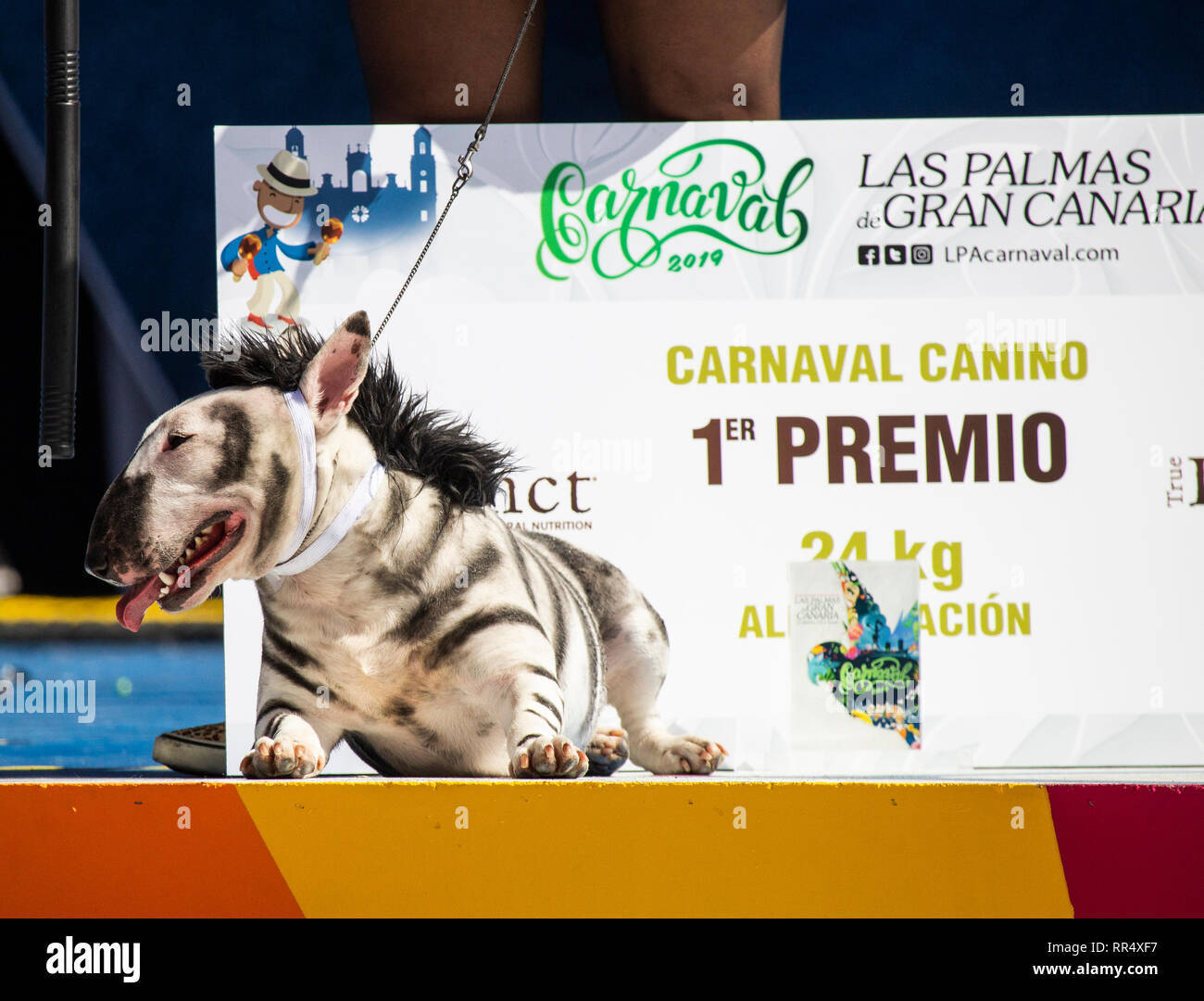 Las Palmas de Gran Canaria, Islas Canarias, España. 24 de febrero de 2019.  Concurso de disfraces de perro día en el carnaval de Las Palmas de Gran  Canaria, donde las temperaturas de