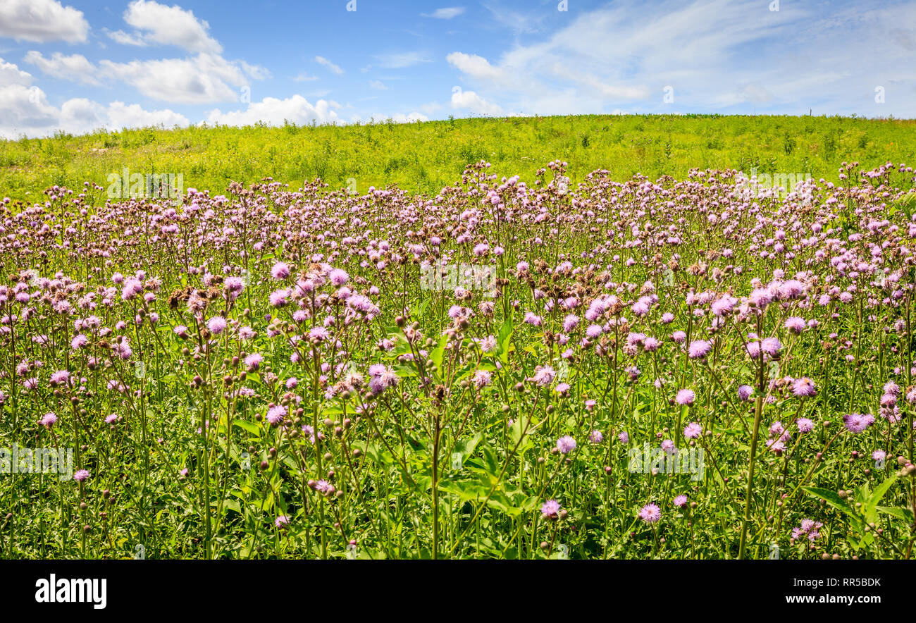 Vista panorámica del campo de flores en el centro de Kentucky en verano Foto de stock