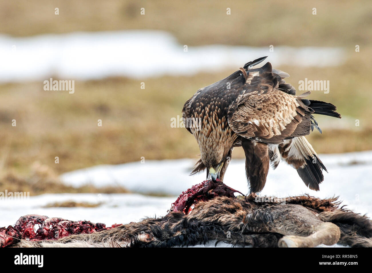 Águilas en el venado carcass, de Polonia, de Europa. El águila real (Aquila  chrysaetos) es una de las mejor conocer las aves de presa en el hemisferio  norte Fotografía de stock -