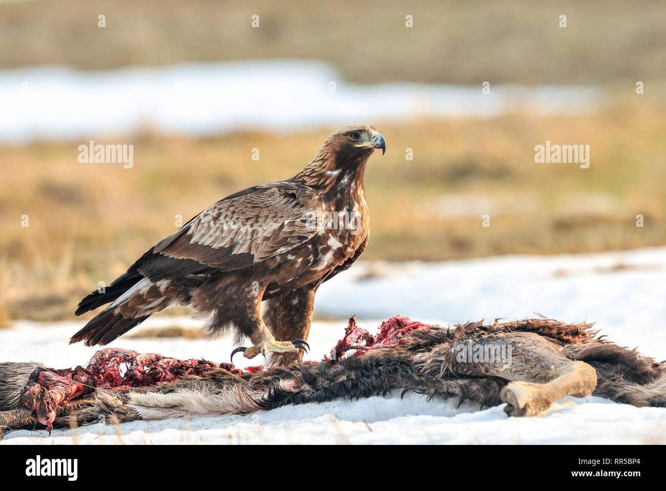 Águilas en el venado carcass, de Polonia, de Europa. El águila real (Aquila  chrysaetos) es una de las mejor conocer las aves de presa en el hemisferio  norte Fotografía de stock -