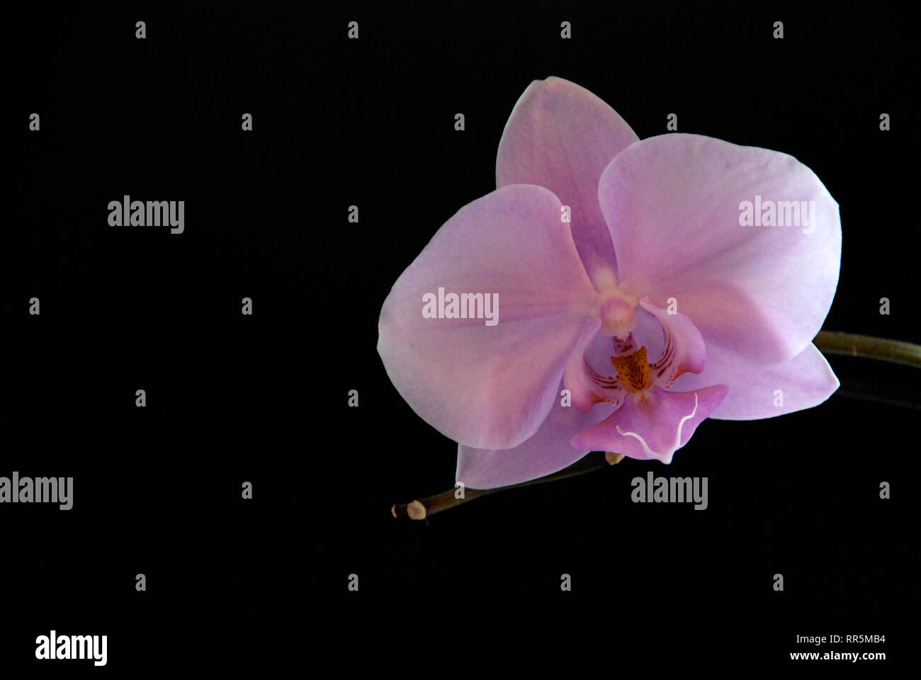 Orchid sobre un fondo negro, primavera, verano Foto de stock