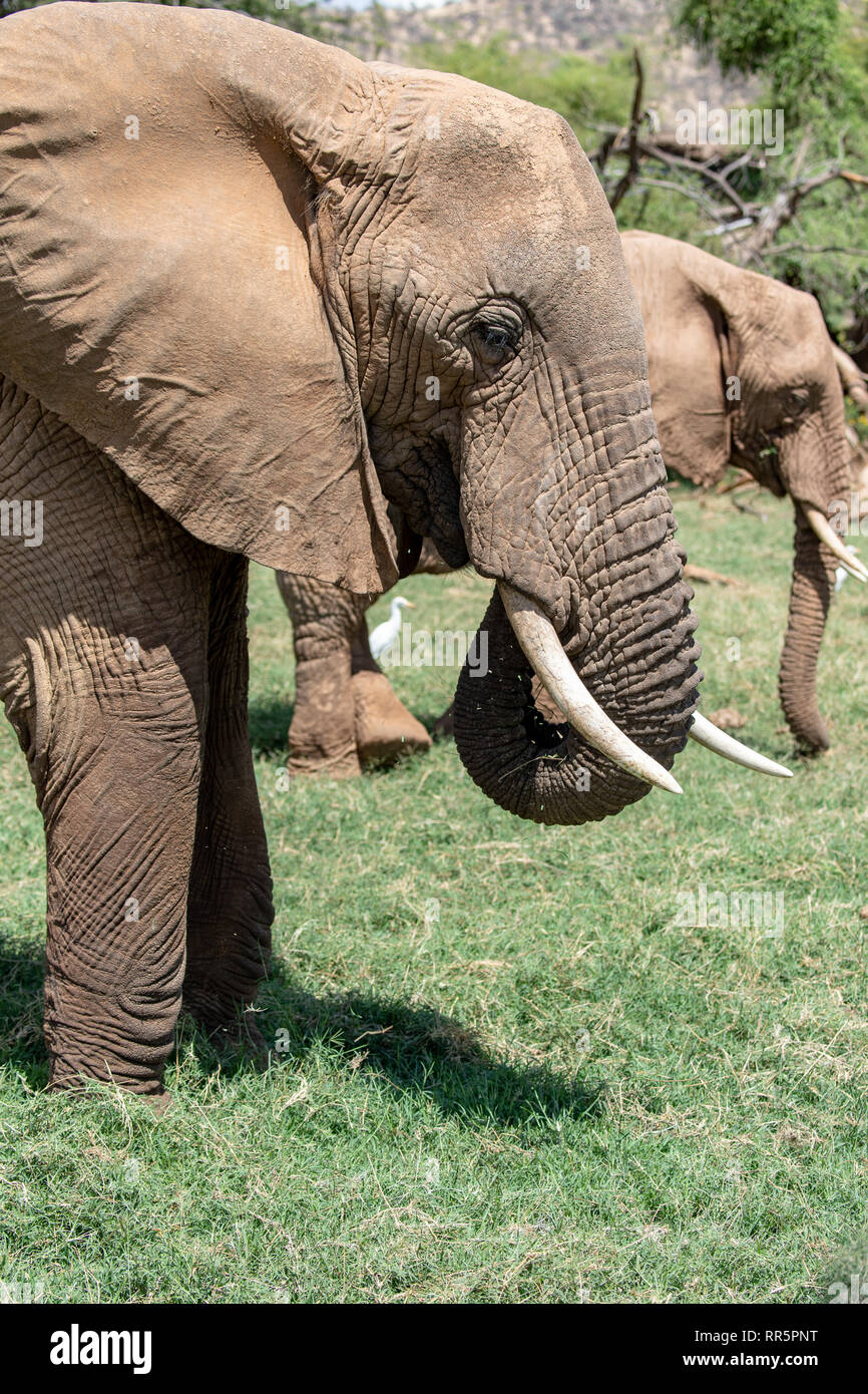 Bush africano Elefante (Loxodanta africana) en Kenya Foto de stock