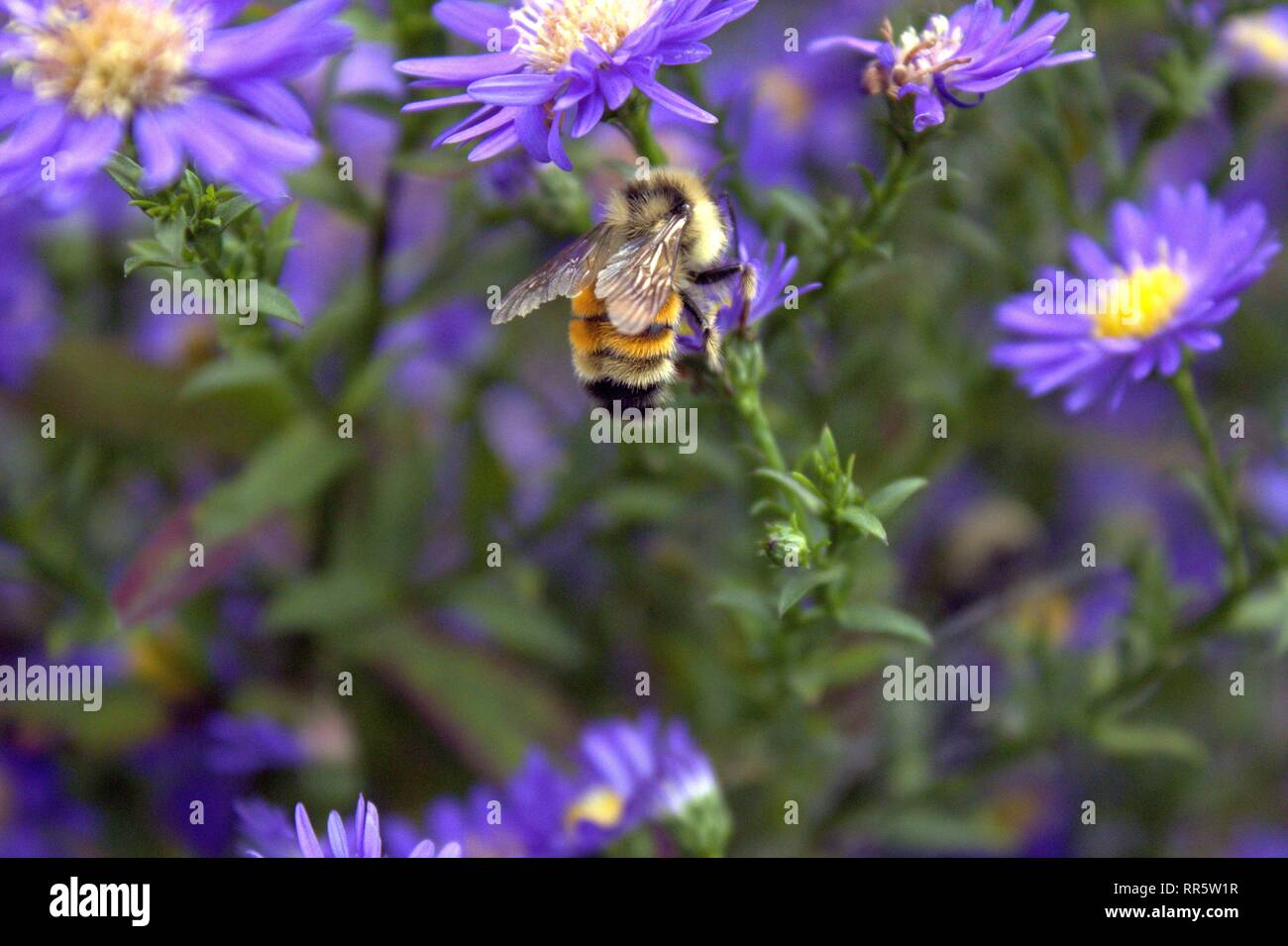 Un ajetreado Bumblebee En Purple Asters Foto de stock