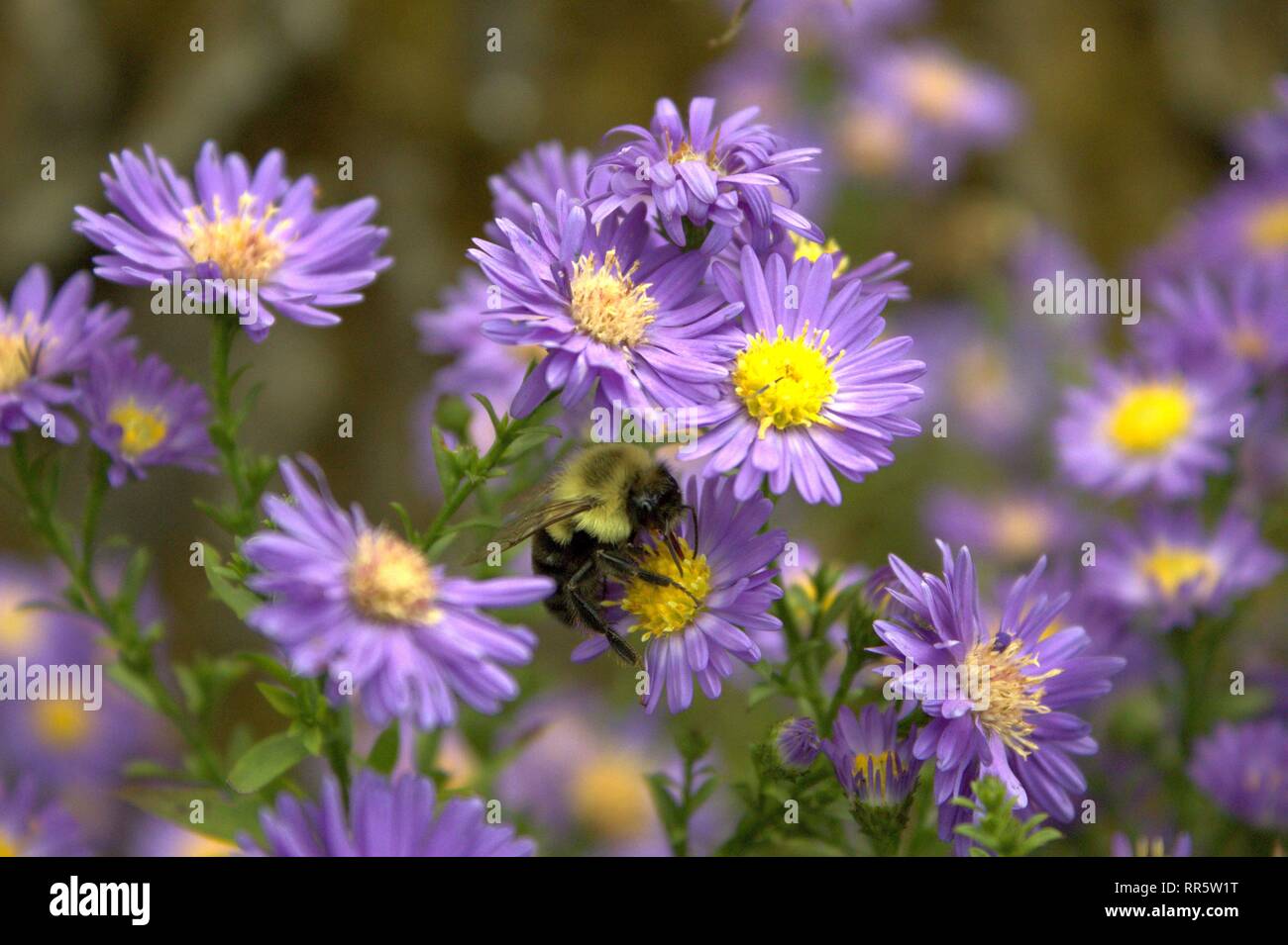 Un abejorro recoge polen y néctar de Purple Asters Foto de stock