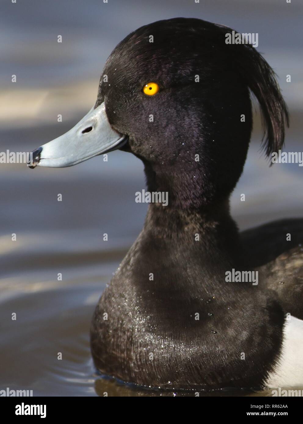 Pato Tufted masculina (Aythya Fuligula) retrato, mostrando cabeza iridiscente y gran penacho. Febrero 2019, Gloucestershire, Reino Unido. Foto de stock