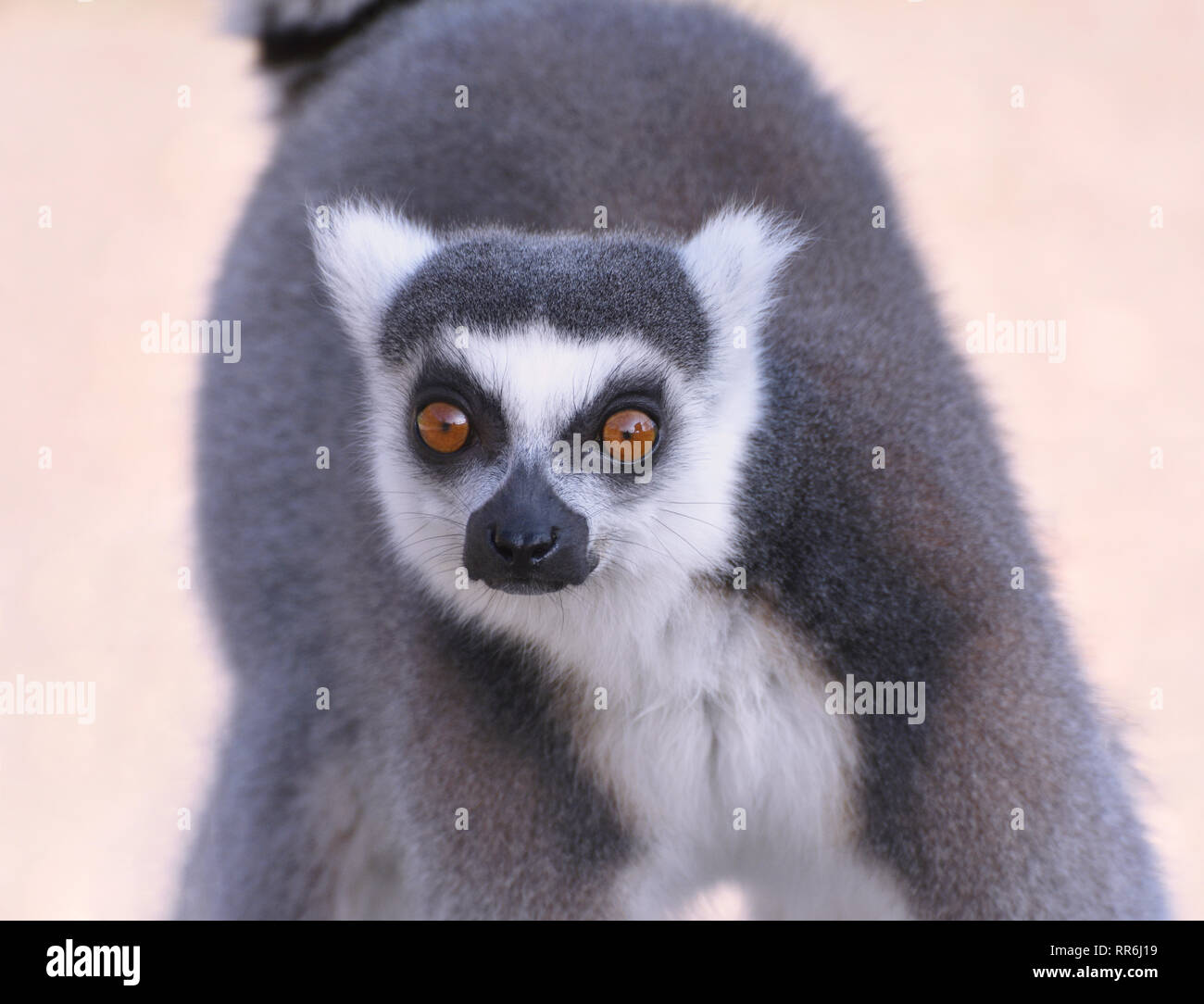 Ring Tailed Lemur corriendo hacia la cámara de acción de cierre vertical Foto de stock