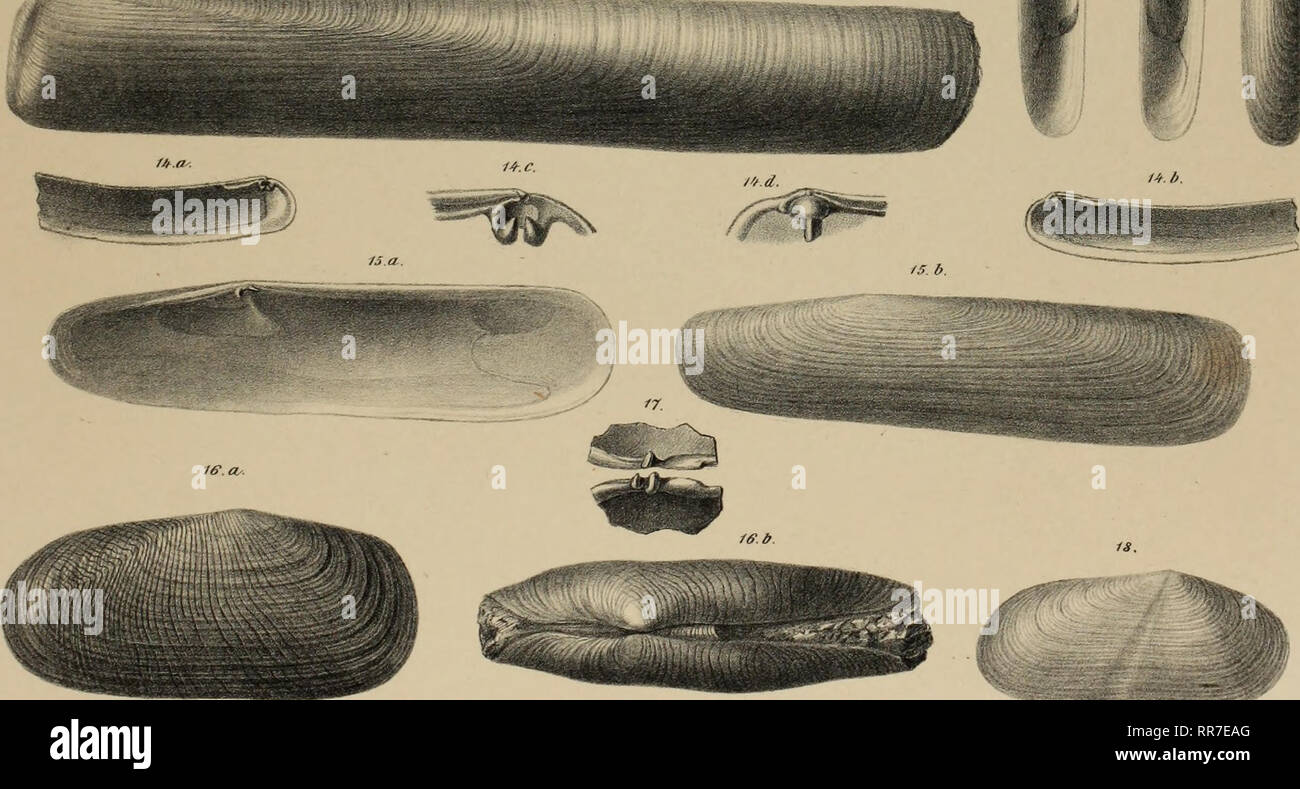 . Der Geologischen Abhandlungen Bundesanstalt. Geología y Paleontología. ^ Sty Biblioteca de la Academia de Ciencias de California. flnr/ Scharm rr // Un'/t/ //ez // ///// Lit/i ii r/r// '///?../////// Staatsdrutkr.ru /. (Vrir/rir/rf/RR/fnir //riri'.v) //:s/i//r/r/. '.'. ?. 17, riinif/rf/RI /'",'/ '? ?'. Fraxfroi/inr/rrt intermedia /////////////. '/ '/. Gastrochaena dubia Penn/, Pao.,5. ?/-/. Teredo Spenglerpag Norvegica.fi, 8.S>. J'gf/)/>lirir//t.rtar vali.v Turloti pag.S. /O.//. Solen inir/i'/III L//////'en/. /''. /'../:≫. Solen yii/ifirrr/i/i'.f Et'chnt.pari. '/4. /'/ H'n.yi.y FI/SI/ri Foto de stock