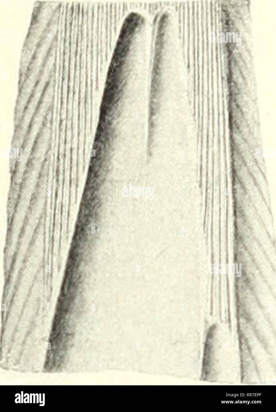 . Der Geologischen Abhandlungen Bundesanstalt. Geología y Paleontología. Ueber Lühiötiden. il. Lithiotis Gümbel (emend. Reis). 1844. J. Spada, Corporum lapidefactorum agri veronensis catalogus, pag. 53, taf. IX. 1871. Problematica: v. Gü Lithiotis rubel. Die sogenannten Nulliporen etc. Abhandl. d. k. Bayer. Akad. d. Suiza. El Cl. II, Bd. XI, I. taf. II, Fig. 13 und 14. 1879. Problematica de Zigno Lithiotis: Memoria del R. Istituto Veneto. Bd. XXI, 1879, taf. I, Fig. 2 - 7. 1890. Lithiotis probier"urica: v. Gümbel, Verhandl. d. k. k. geol. R.-A. 1890. 1892. Problematica Östren: G. Böhm, Ber natur. d. Foto de stock