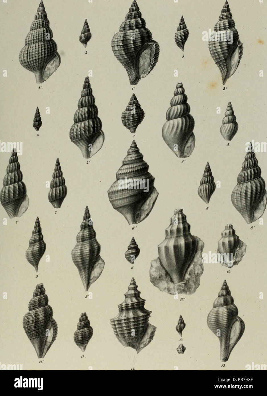 Der Geologischen Abhandlungen Bundesanstalt Geologia Y Paleontologia G Asteropoden Zekeli Der Cosaugebilde Taf At Tri Toiiium Wtsauieuttt T Tritanium Crihrifirmt Z T 3 V V Y