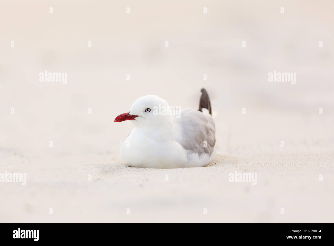 Una gaviota de pico rojo en la playa Foto de stock