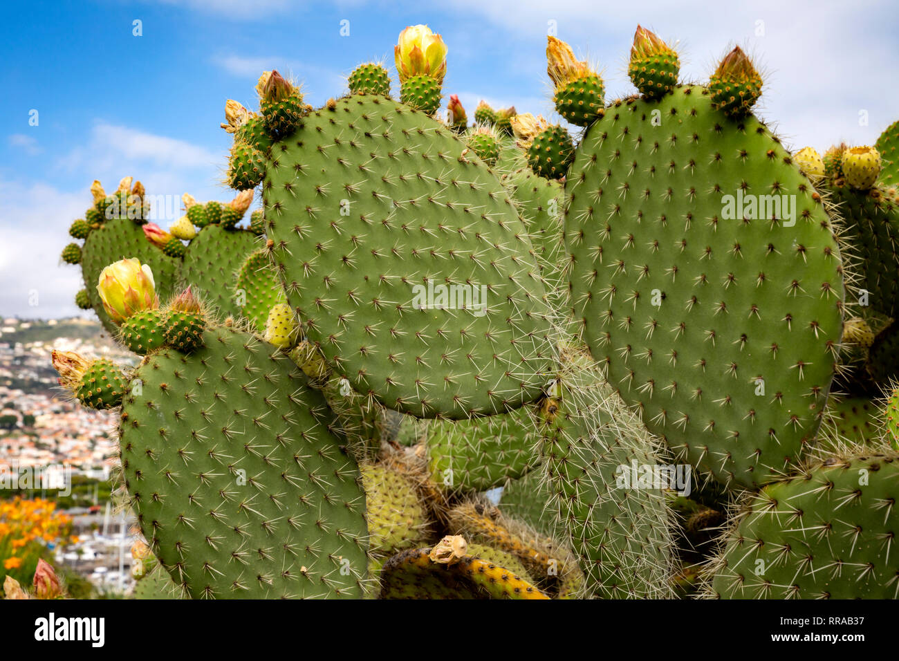 Cactus en flor, Funchal, Madeira, Portugal Fotografía de stock - Alamy