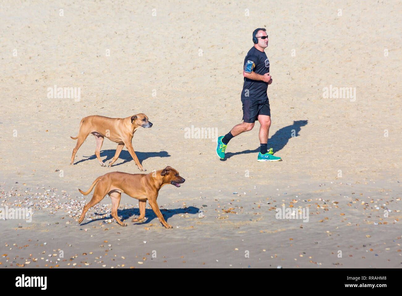 Bournemouth, Dorset, Reino Unido. 25 Feb, 2019. El clima del REINO UNIDO: otro hermoso día soleado, cálido en Bournemouth como visitantes disfrutar del sol en la playa, en el día más caluroso del año hasta ahora y caluroso día de febrero nunca. Hombre corriendo a lo largo de orilla con perros. Crédito: Carolyn Jenkins/Alamy Live News Foto de stock