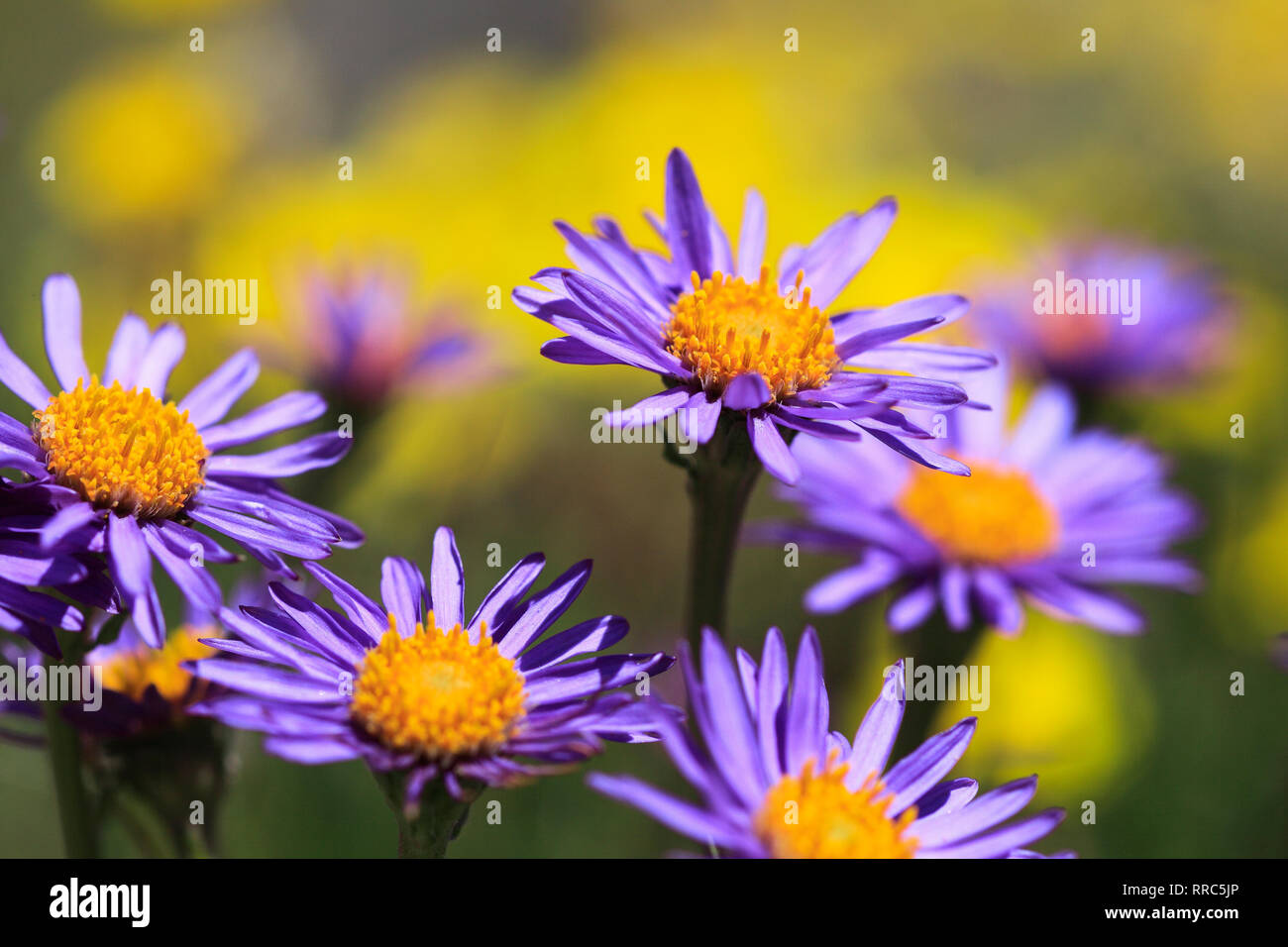 La botánica, blue daisy alpino, Aster alpinus, Suiza, Additional-Rights-Clearance-Info-Not-Available Foto de stock