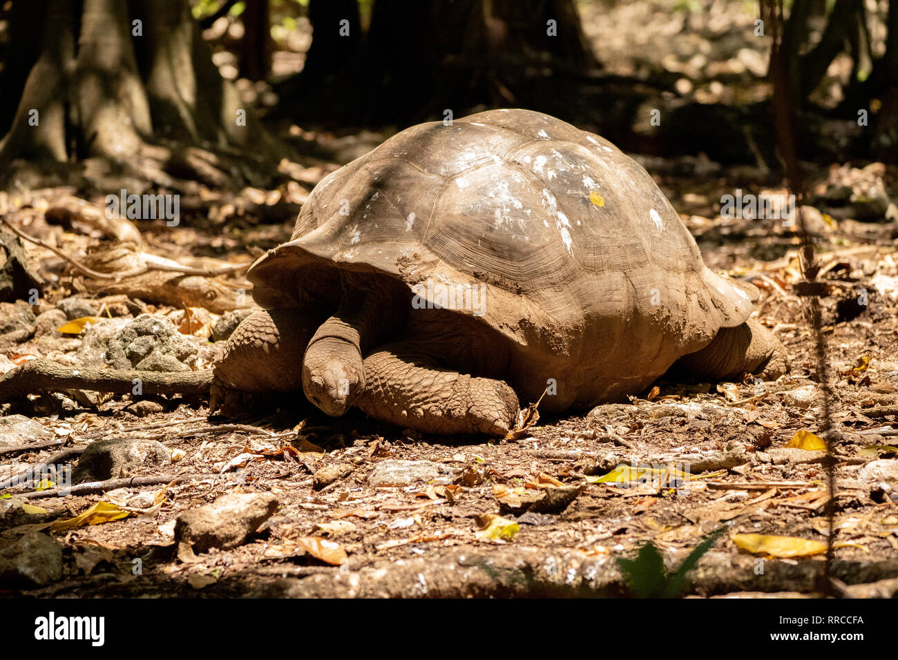 La tortuga gigante de Aldabra (Aldabrachelys gigantea), desde las islas del atolón de Aldabra en las Seychelles, es una de las tortugas más grandes en el w Foto de stock